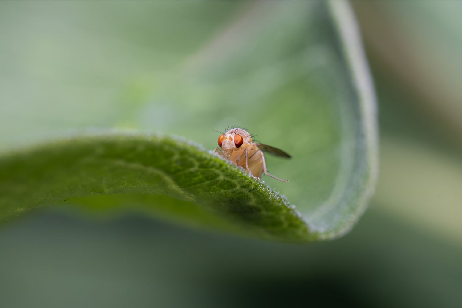A yellow fly with red eyes perched on the edge of a curved leaf,
