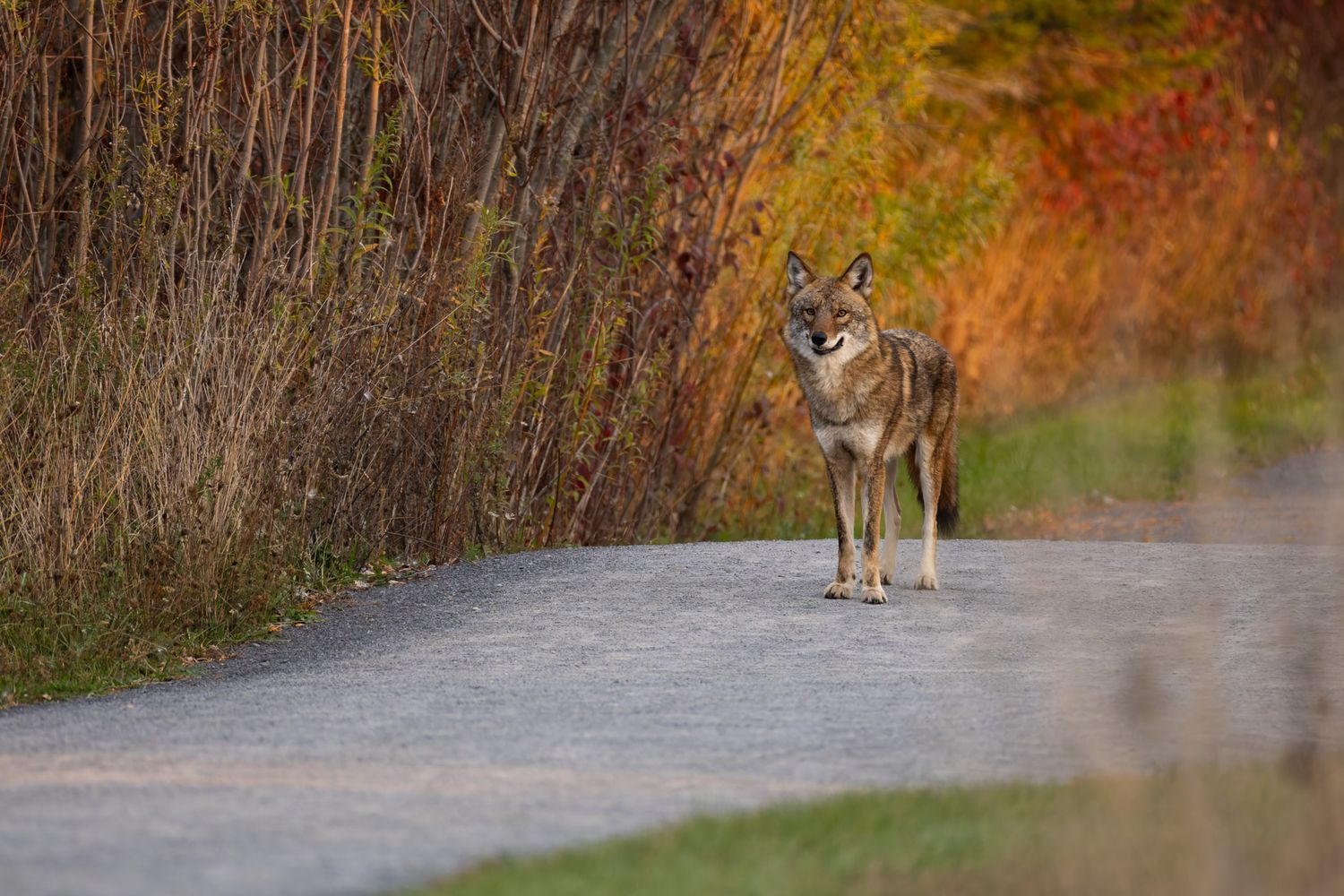A coyote standing on a gravel path with vibrant autumn yellows, oranges and reds in the background.
