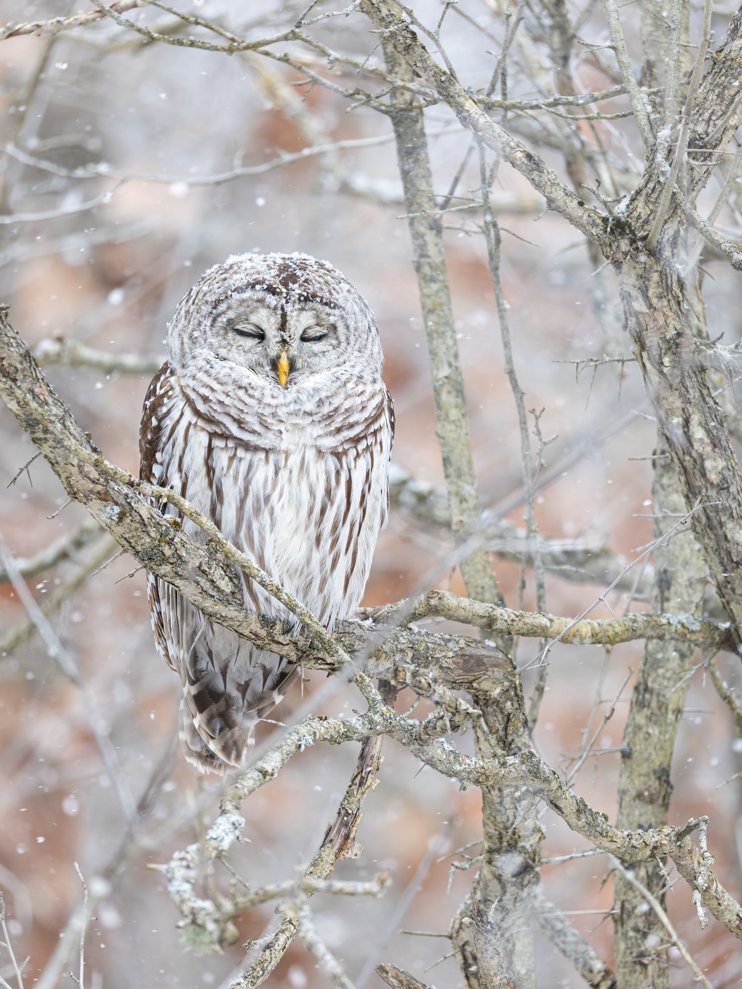 A sleepy grey and white owl sitting in the middle of a tangle of branches with snow on its head and more snow in the background.