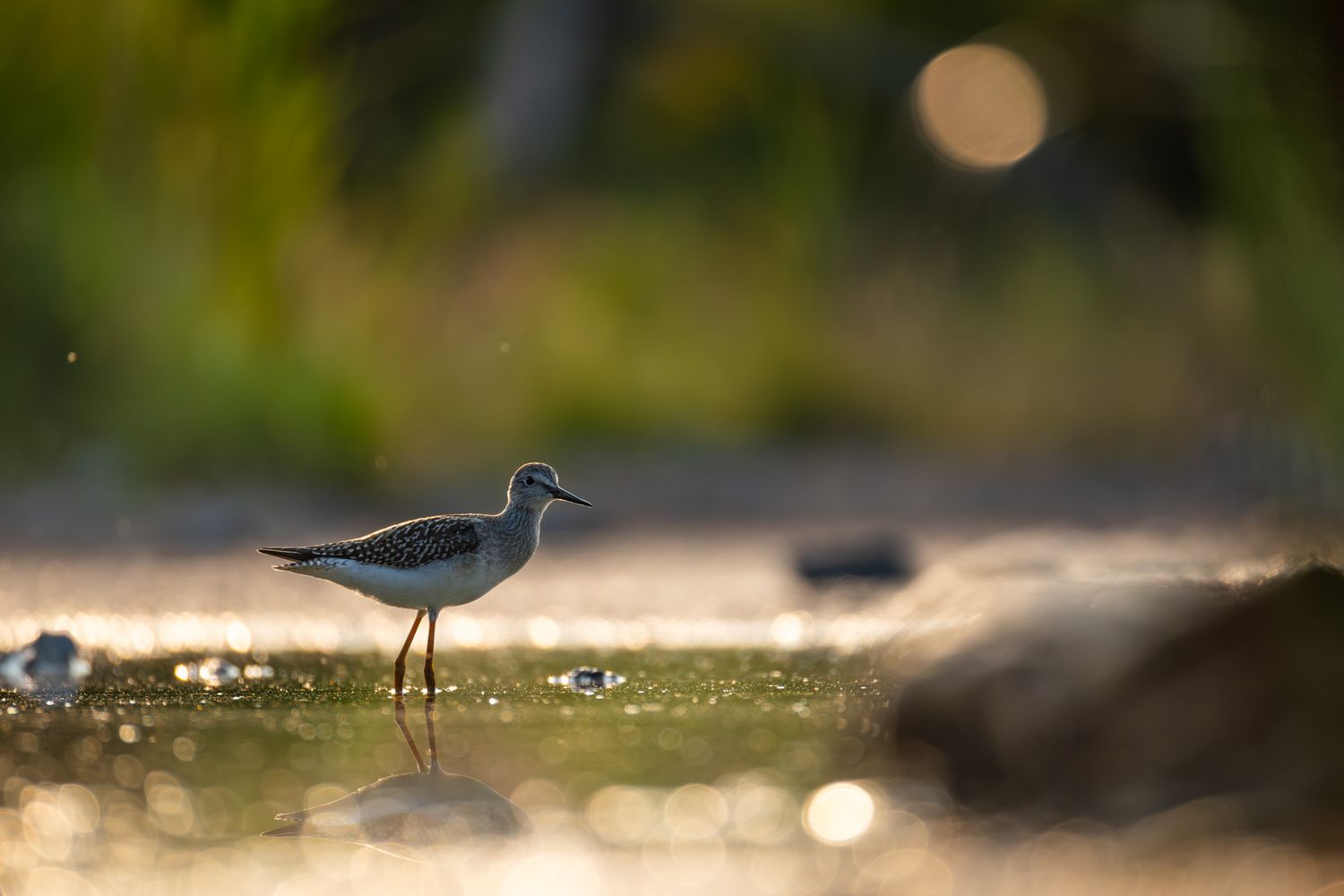 A small brown and white wading bird with yellow legs, standing in a pond with golden light in the background.