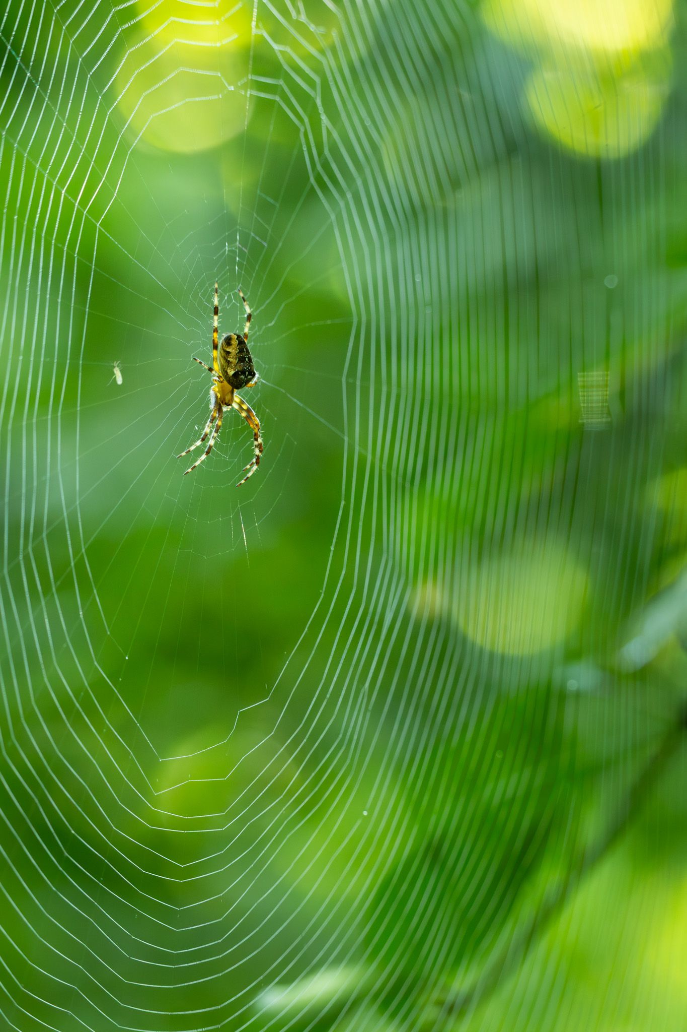 A yellow spider back lit in front of a glowing green background.