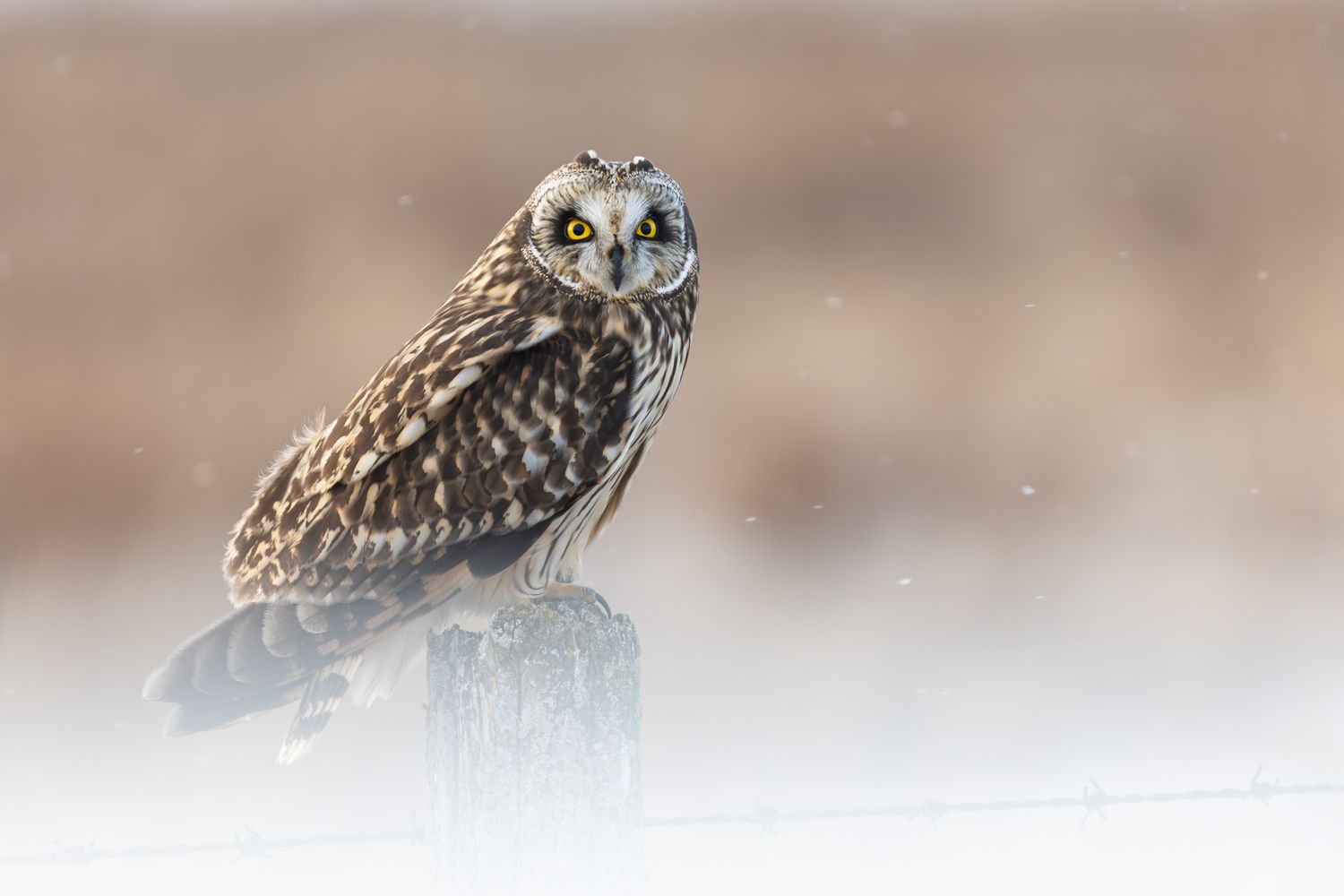 A brown and cream mottled short-eared owl perched on a fence post in front of a blurred brown grass, with snow.