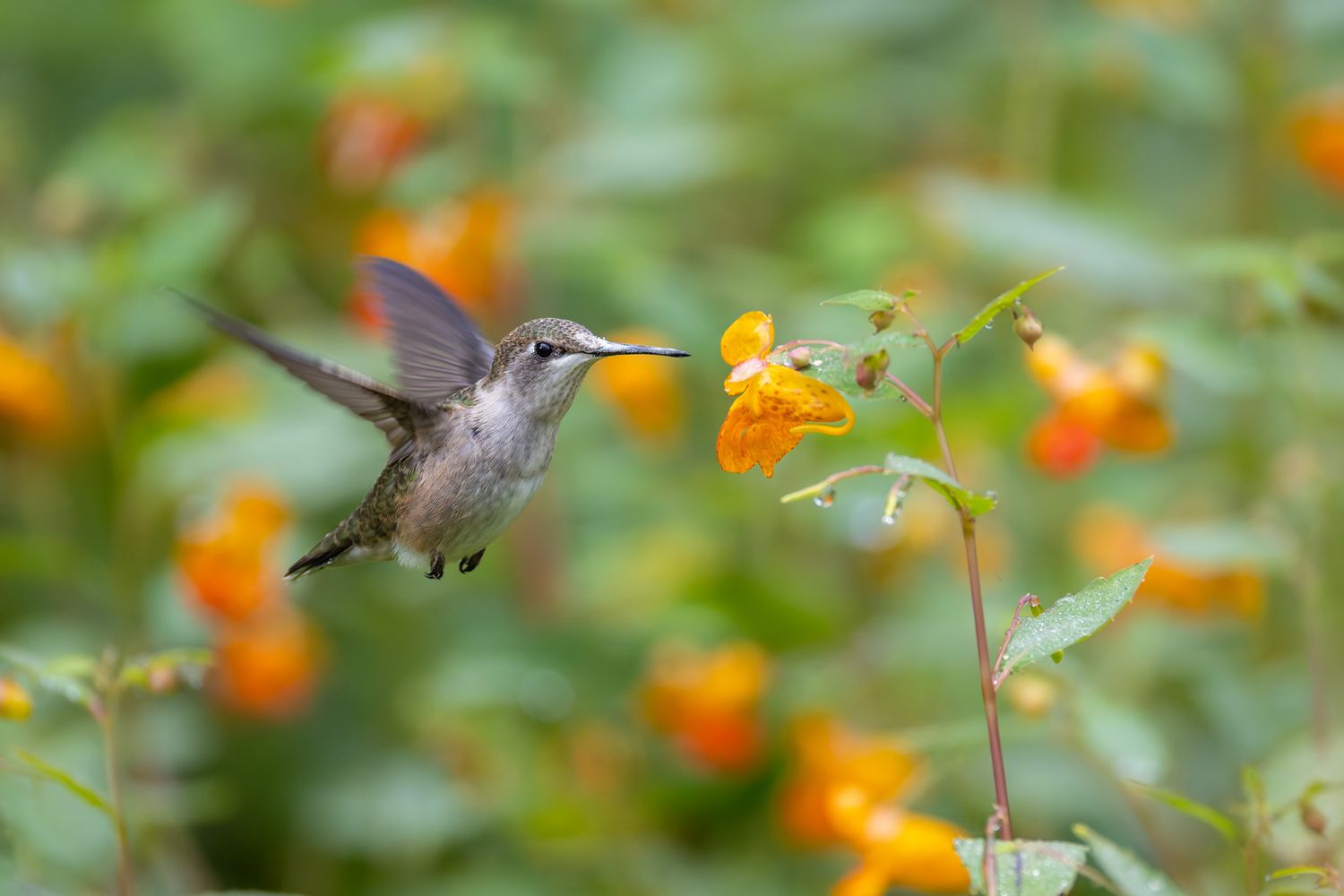 A hummingbird flying in front of a field of out-of-focus orange flowers.