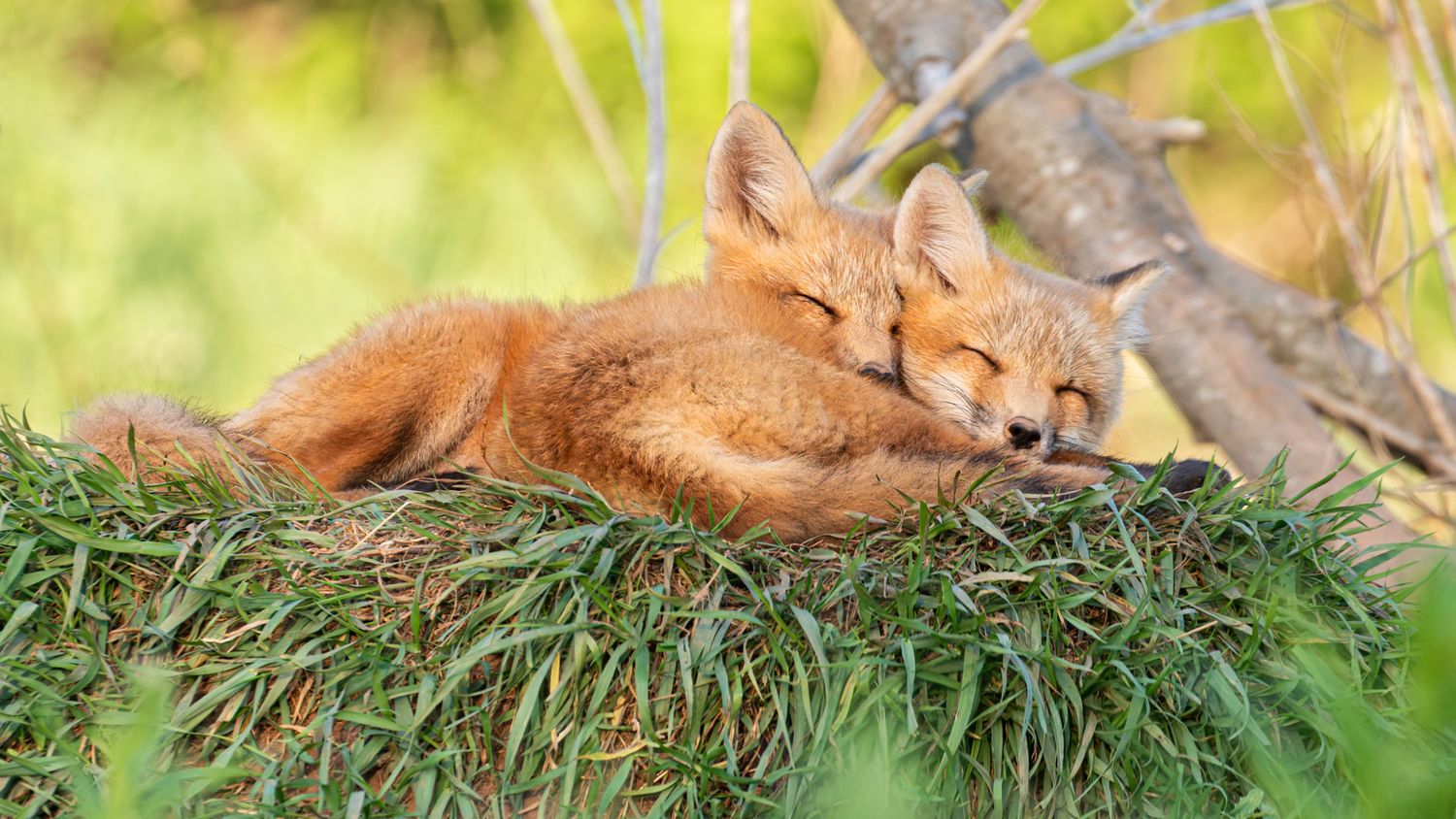 Two young red fox kits curled up together, asleep on a grassy mound.