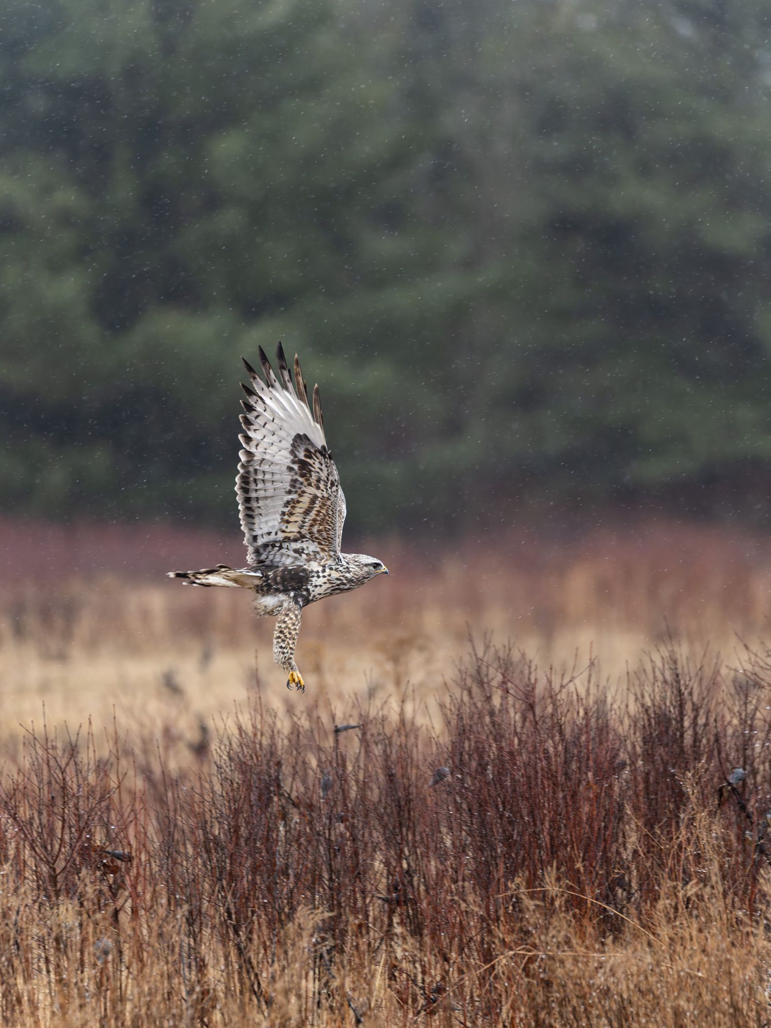 A white and grey hawk with fluffy legs flying in the rain in front of pine trees.