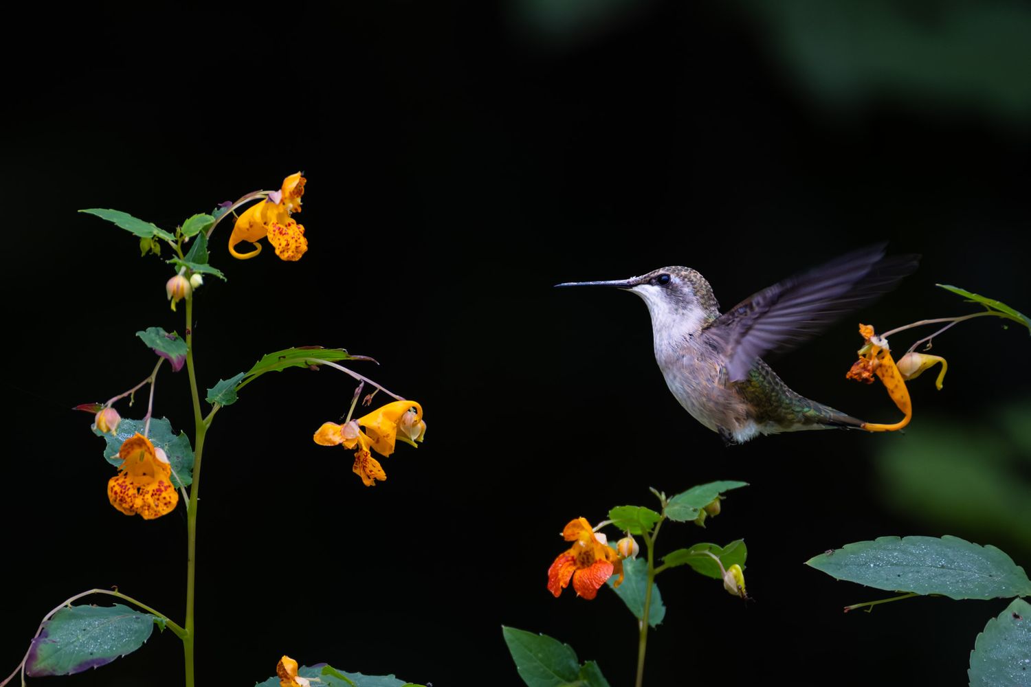 A hummingbird flying facing orange flowers on a black background.