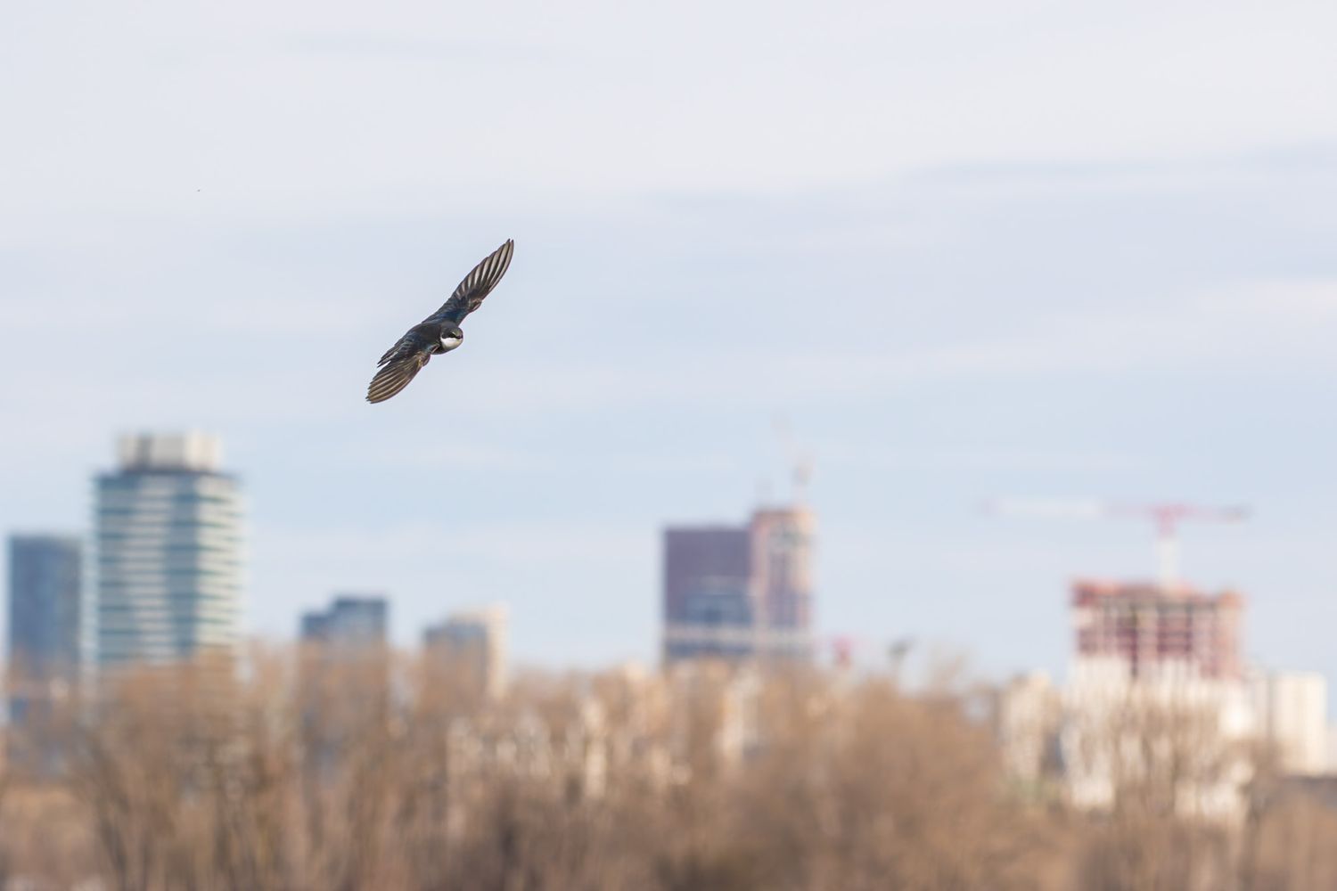 A small iridescent blue and black bird flies in front of an out of focus background of skyscrapers and blue sky.