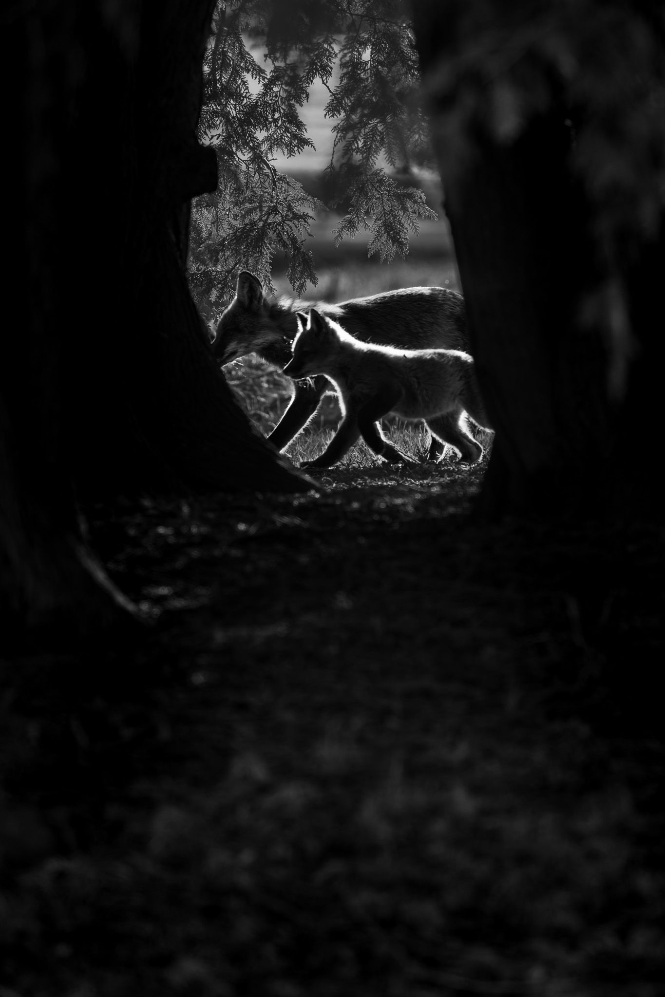 A black and white silhouette of a mom fox and her kit, trotting together and framed by two cedar trees.