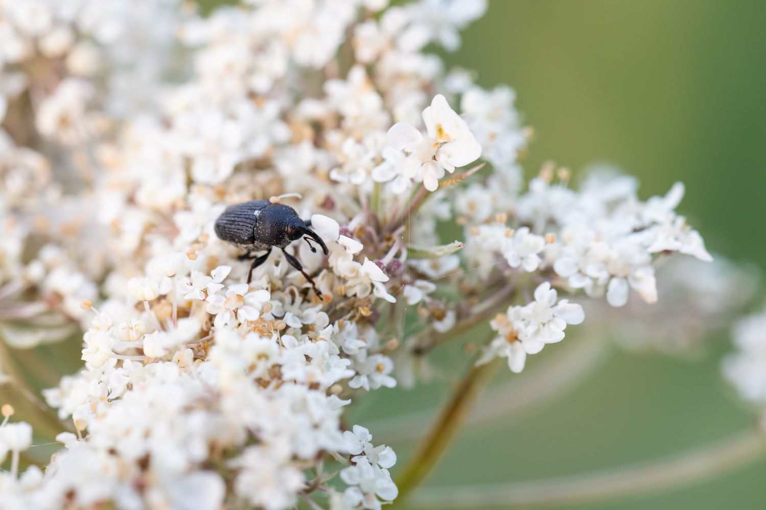 A black beetle with a long snout perched on white flowers.