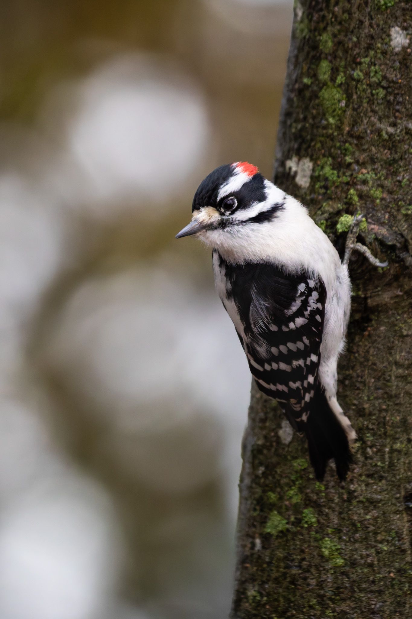 A small black and white woodpecker with a red patch on the back of its head. It is perched on a lichened tree trunk.