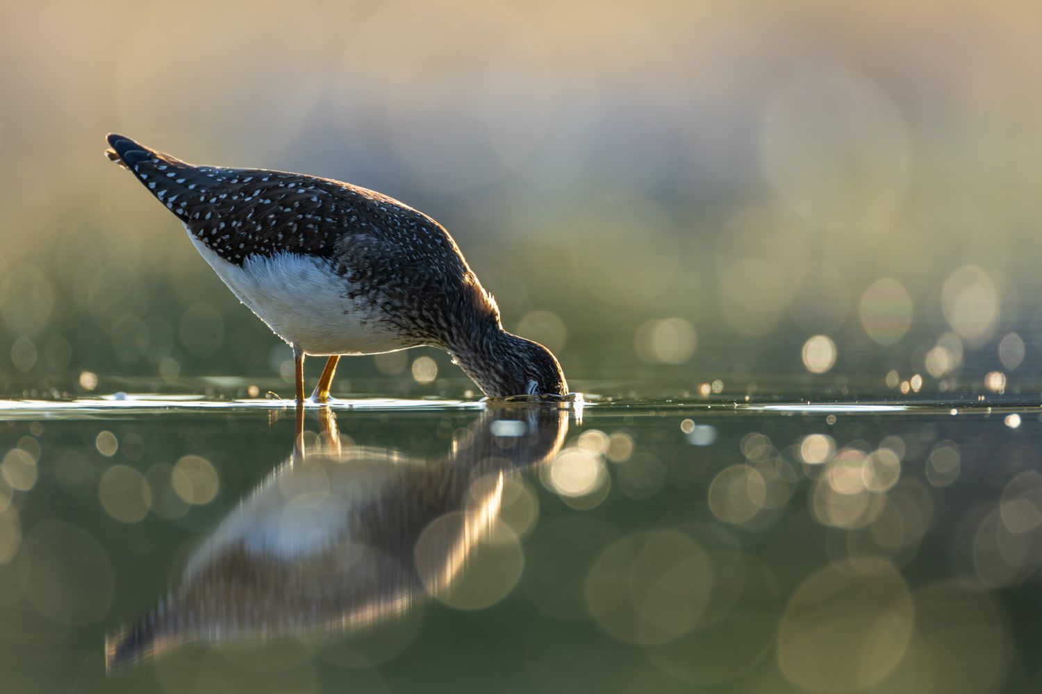 A small brown and white wading bird, standing in a pond with its head stuck in the water. Golden sparkles in the background.