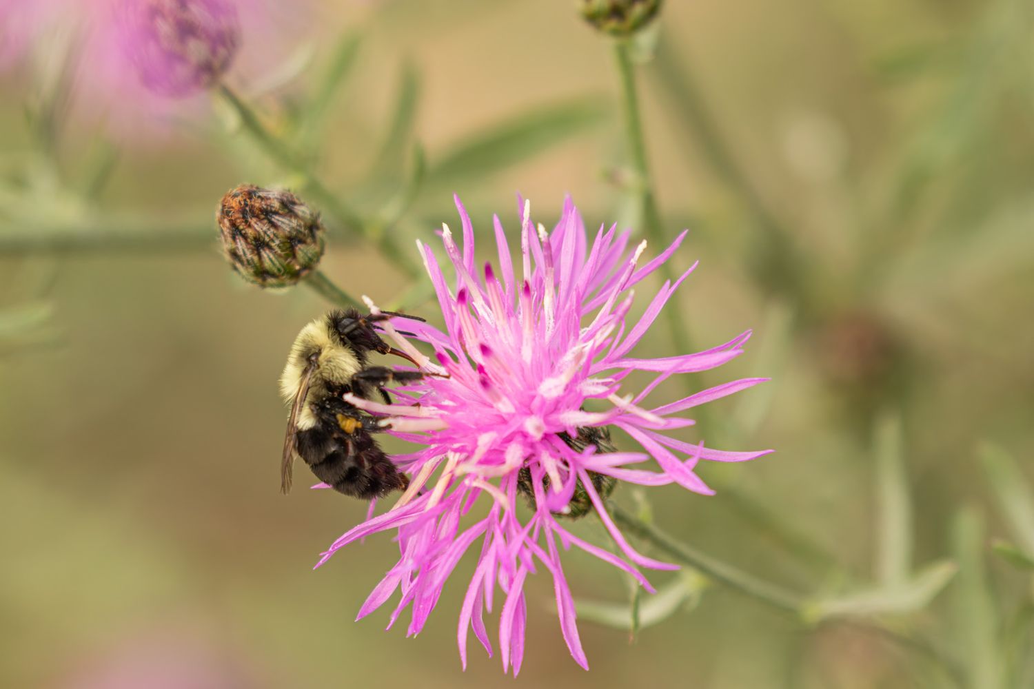A fuzzy yellow and black bee feeding on pink flowers.