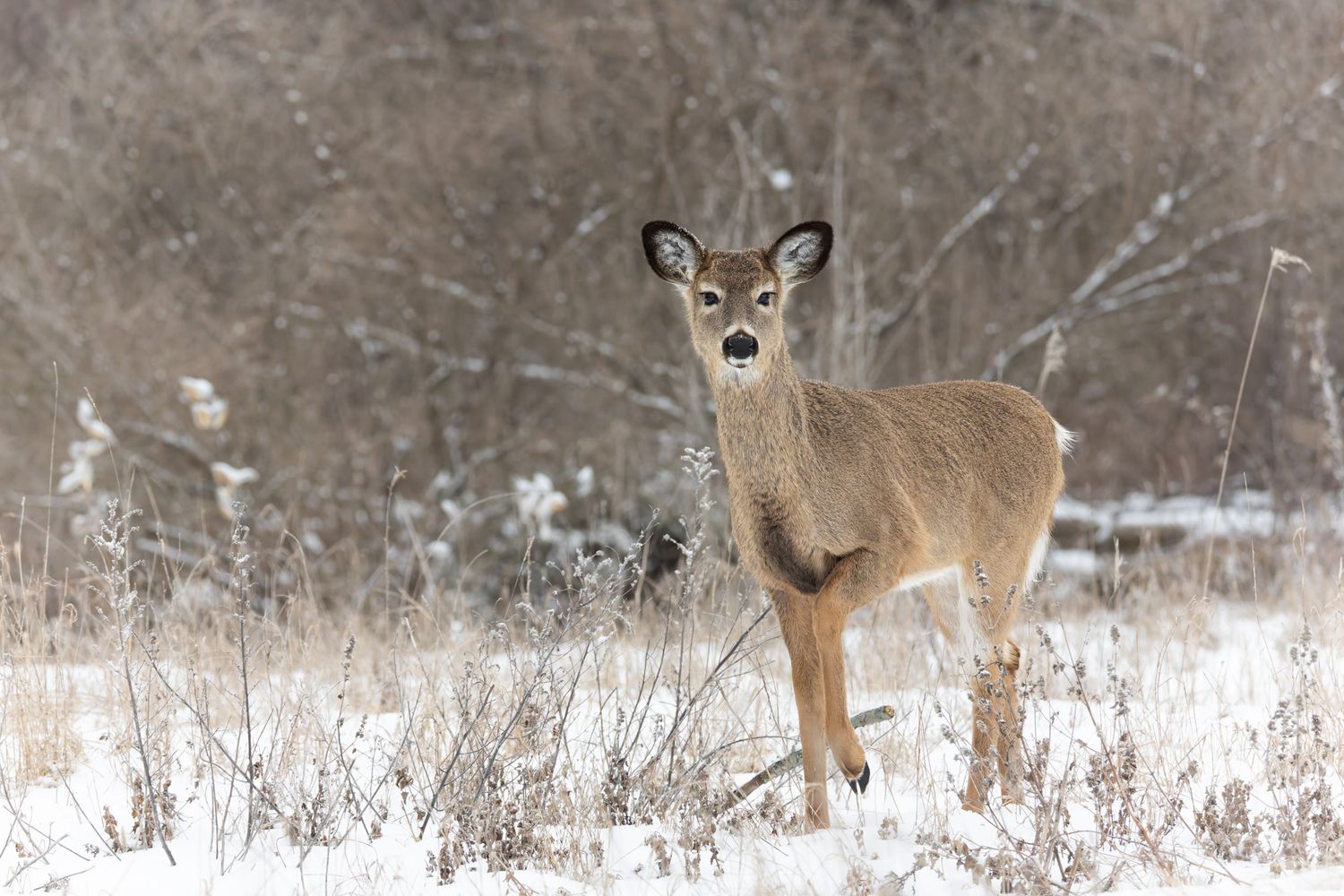 A young deer posing daintily in a snowy field.
