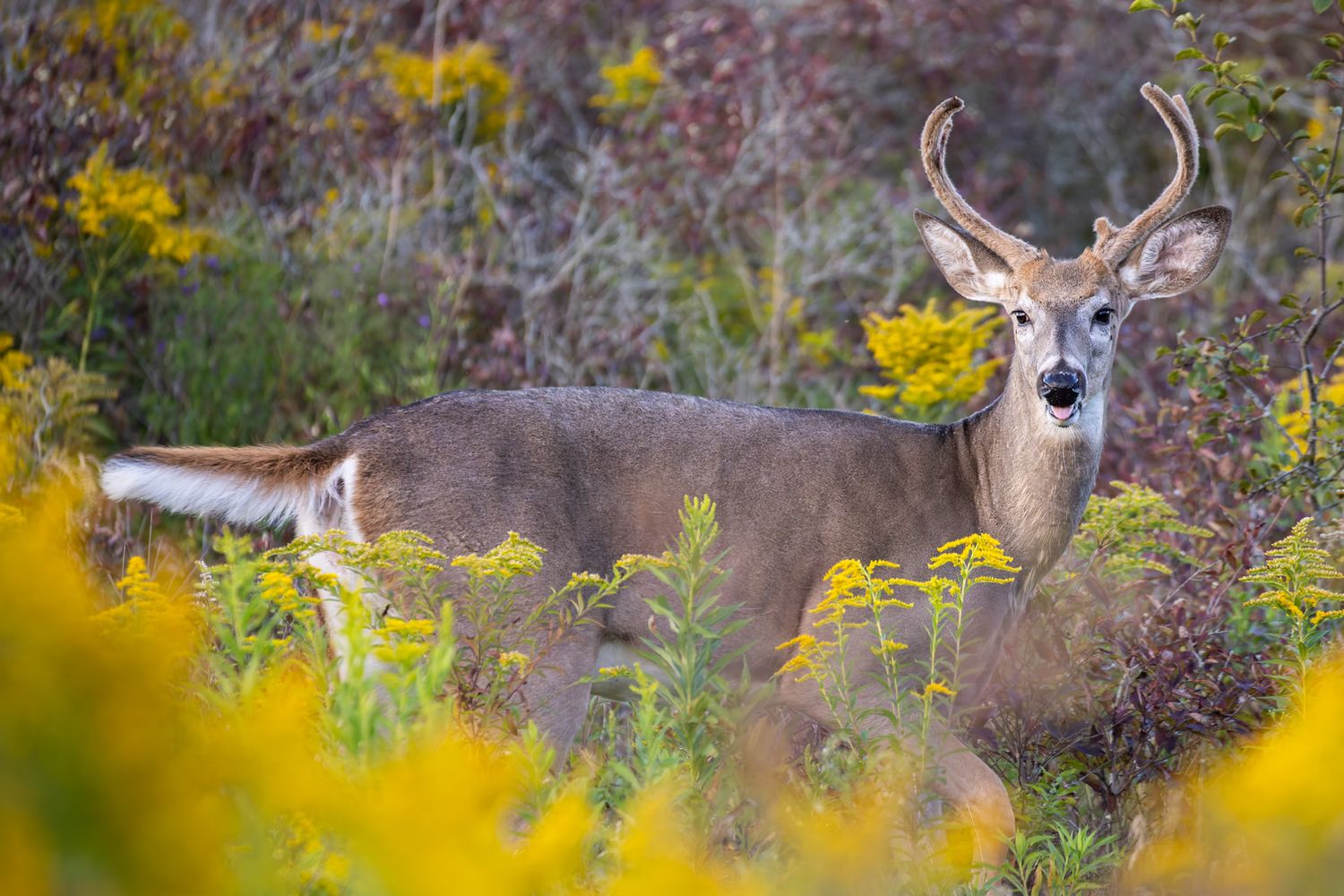 A male deer with fuzzy antlers is sticking its tongue out framed by yellow flowers.