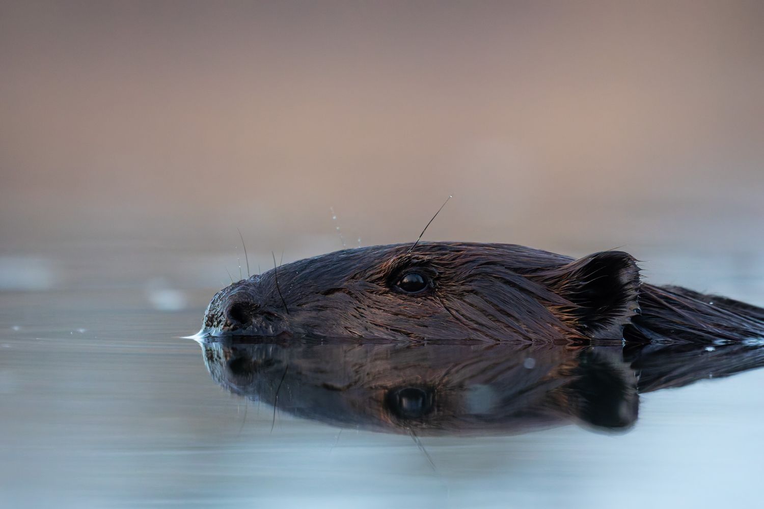 A beaver floating with its reflection in the water below it.