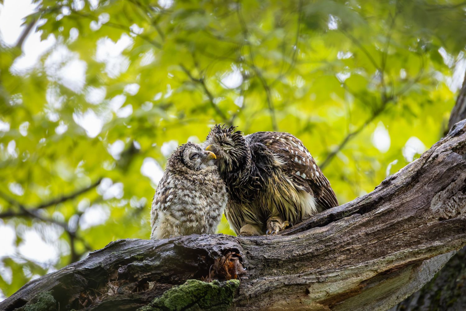 A small, fluffy baby owl sitting on a branch. It is being preened by a very wet adult owl.
