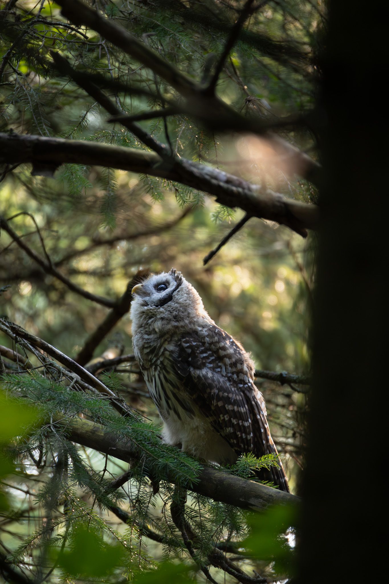 A young, fluffy grey baby owl perched on a branch and looking up, with golden light in the background.