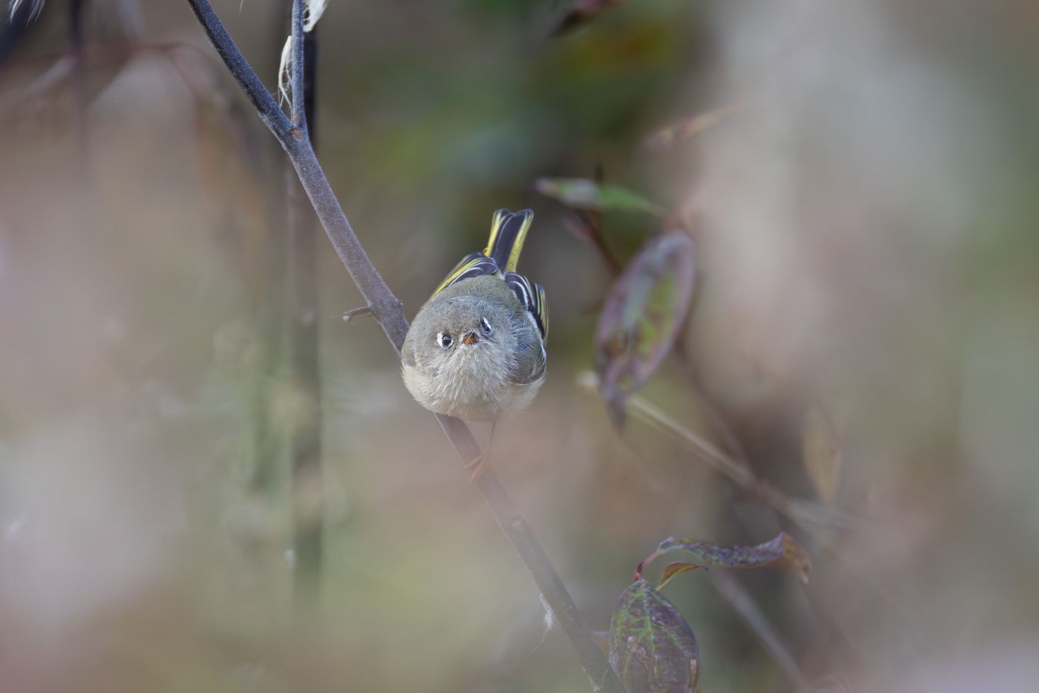 A small brown bird with white eye-rings, surrounded by fluffy white seeds.