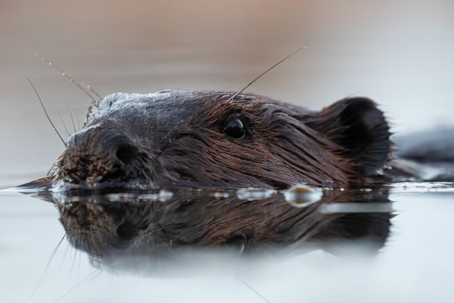 A close up portrait of a beaver floating in water. Its face is partially submerged and the upper part is reflected on the water.