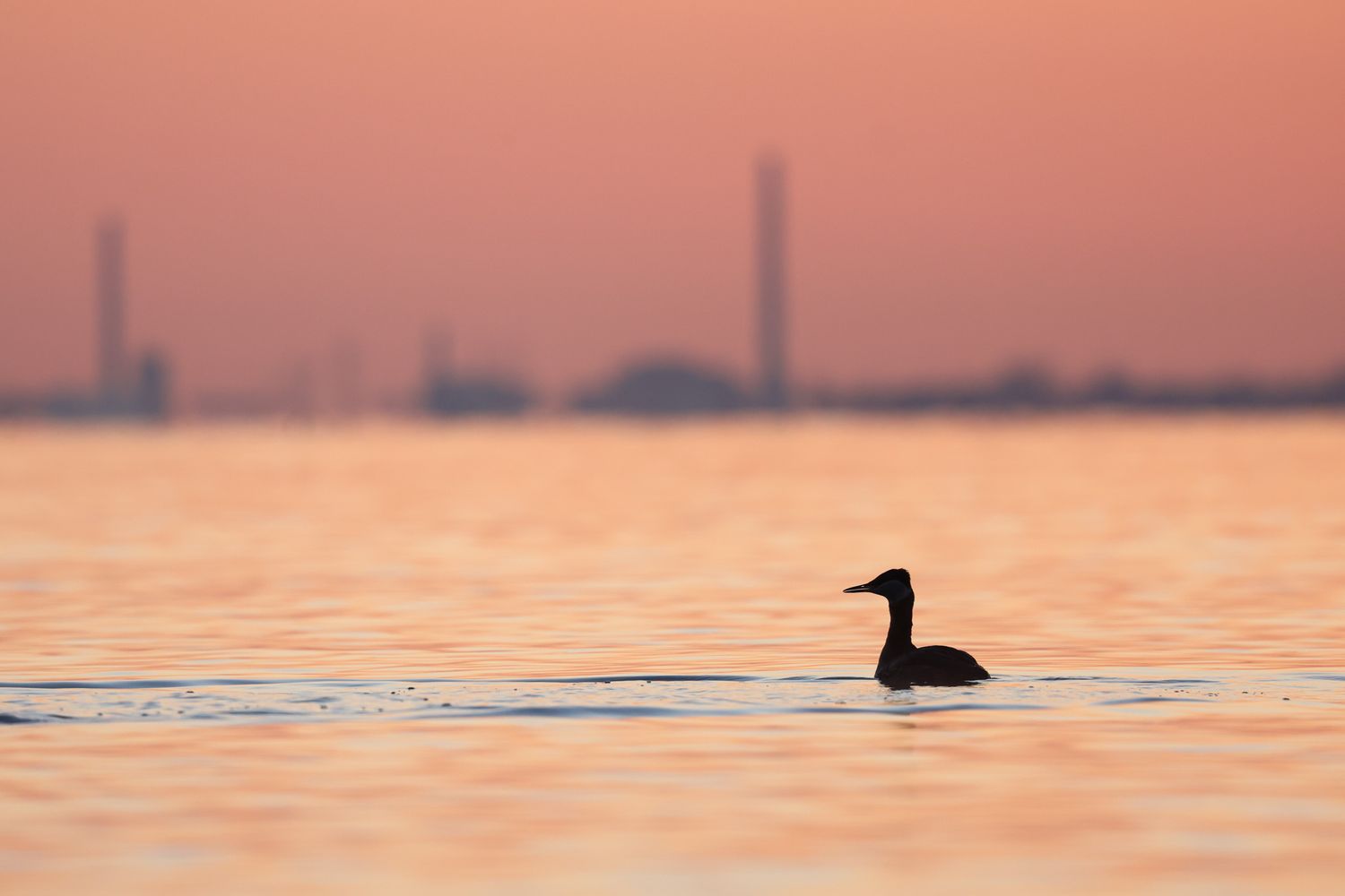 A duck with a pointy beak floats in the water with a silhouette of industrial buildings in the background during a very pink sunrise.