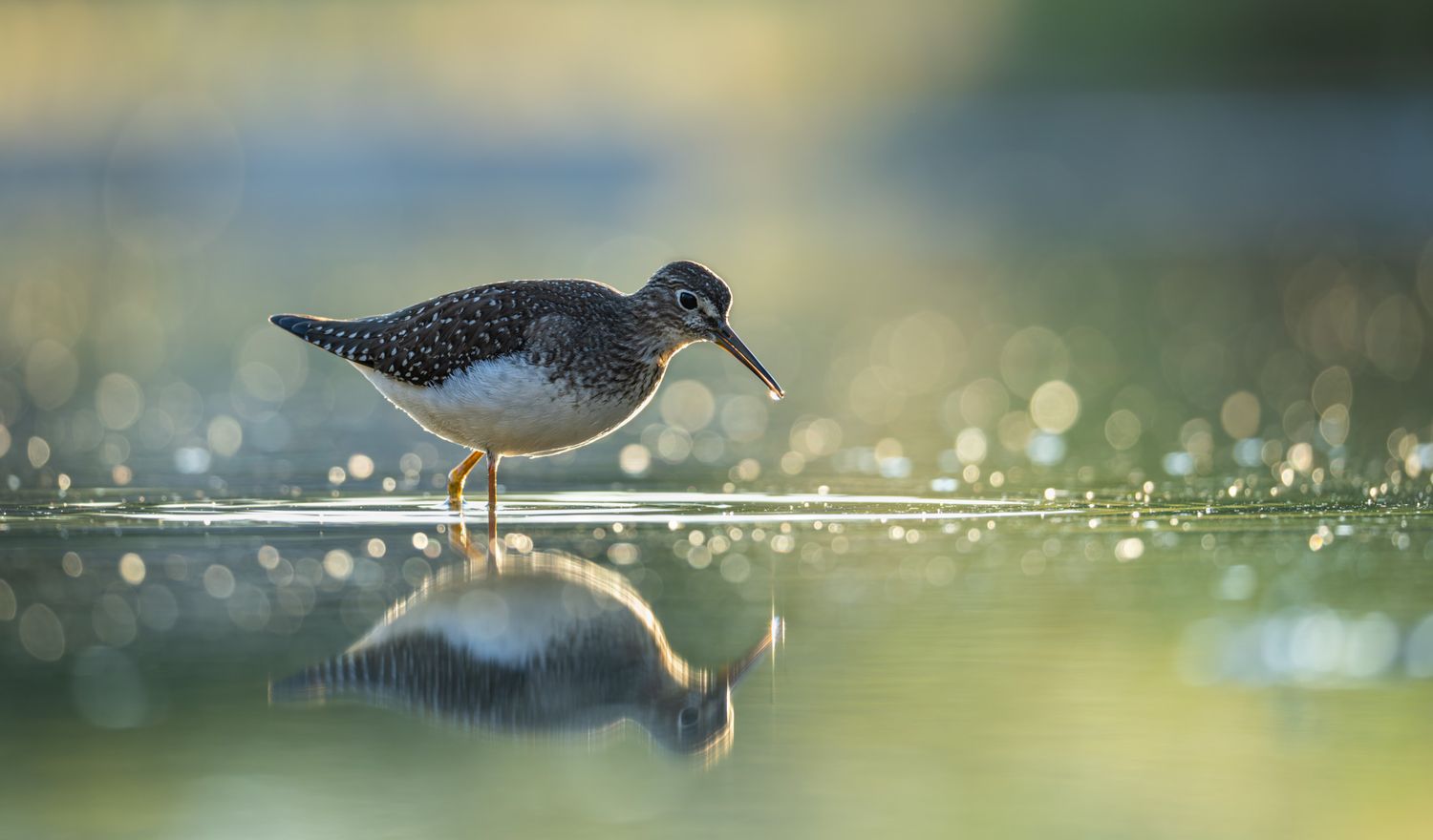 A small brown and white wading bird in a pond, with a glowing drop of water hanging of its beak. It is reflected in the water.