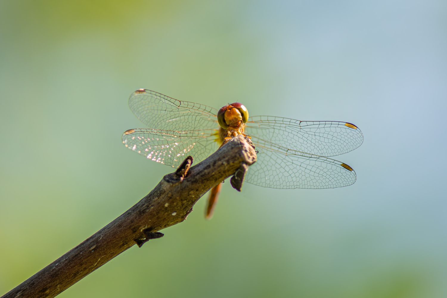 A yellow dragonfly perched on a stick in front of a green and blue background. It looks like it's smiling.