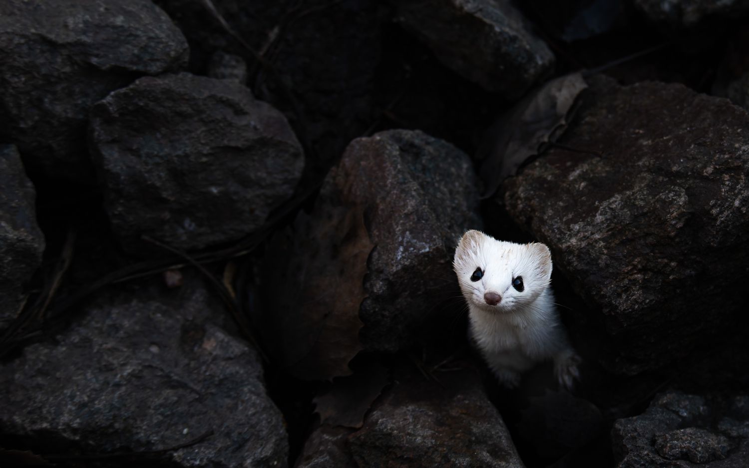 A white weasel poking its head out from an opening in dark rocks.