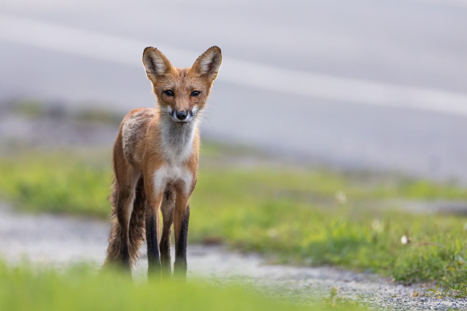Lanky young red fox standing by the roadside, looking at the camera.