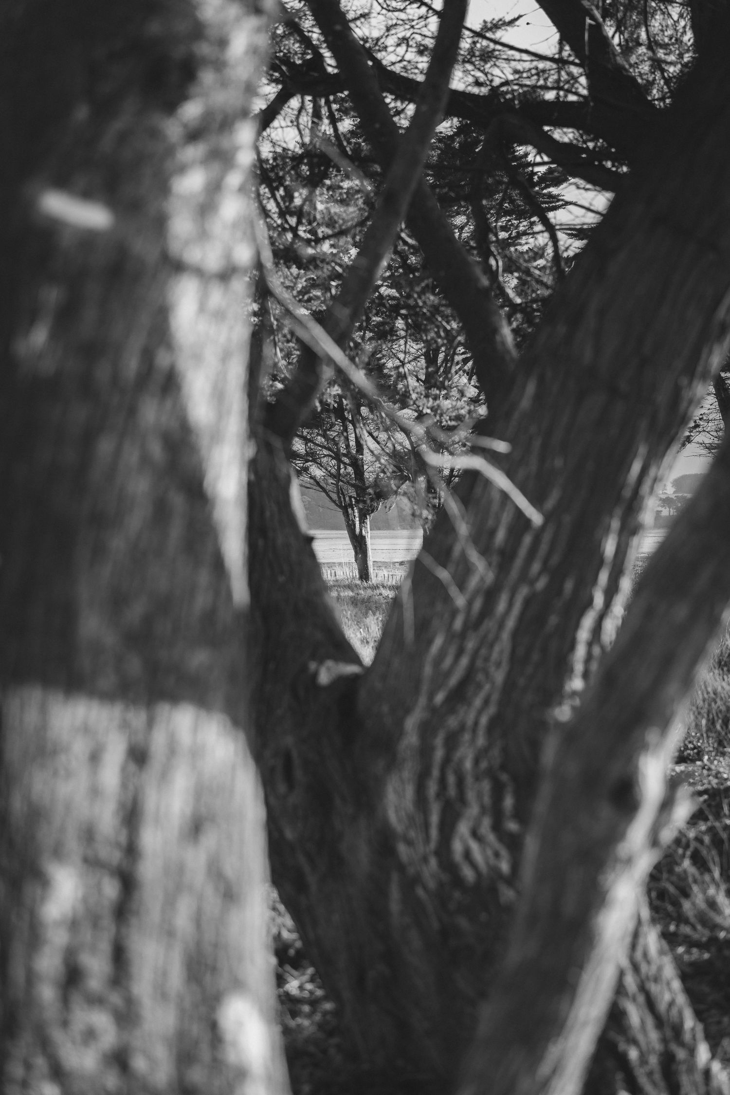 Artistic black and white photo of trees with blurred figure in background.
photo en noir et blanc d'un arbre avec effet artistique.