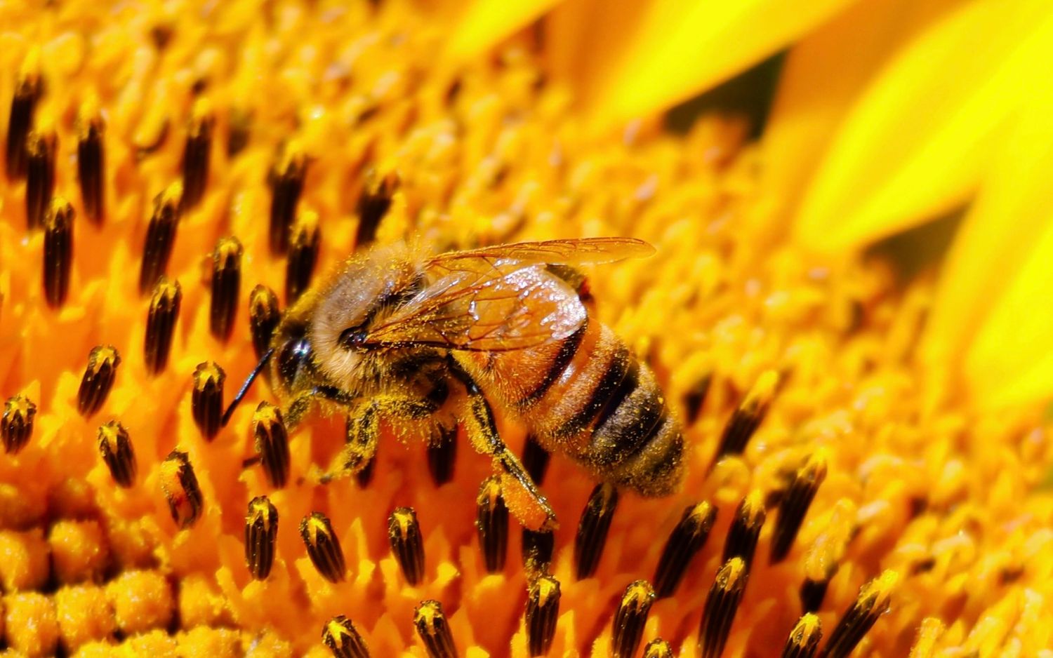 Bee on flower