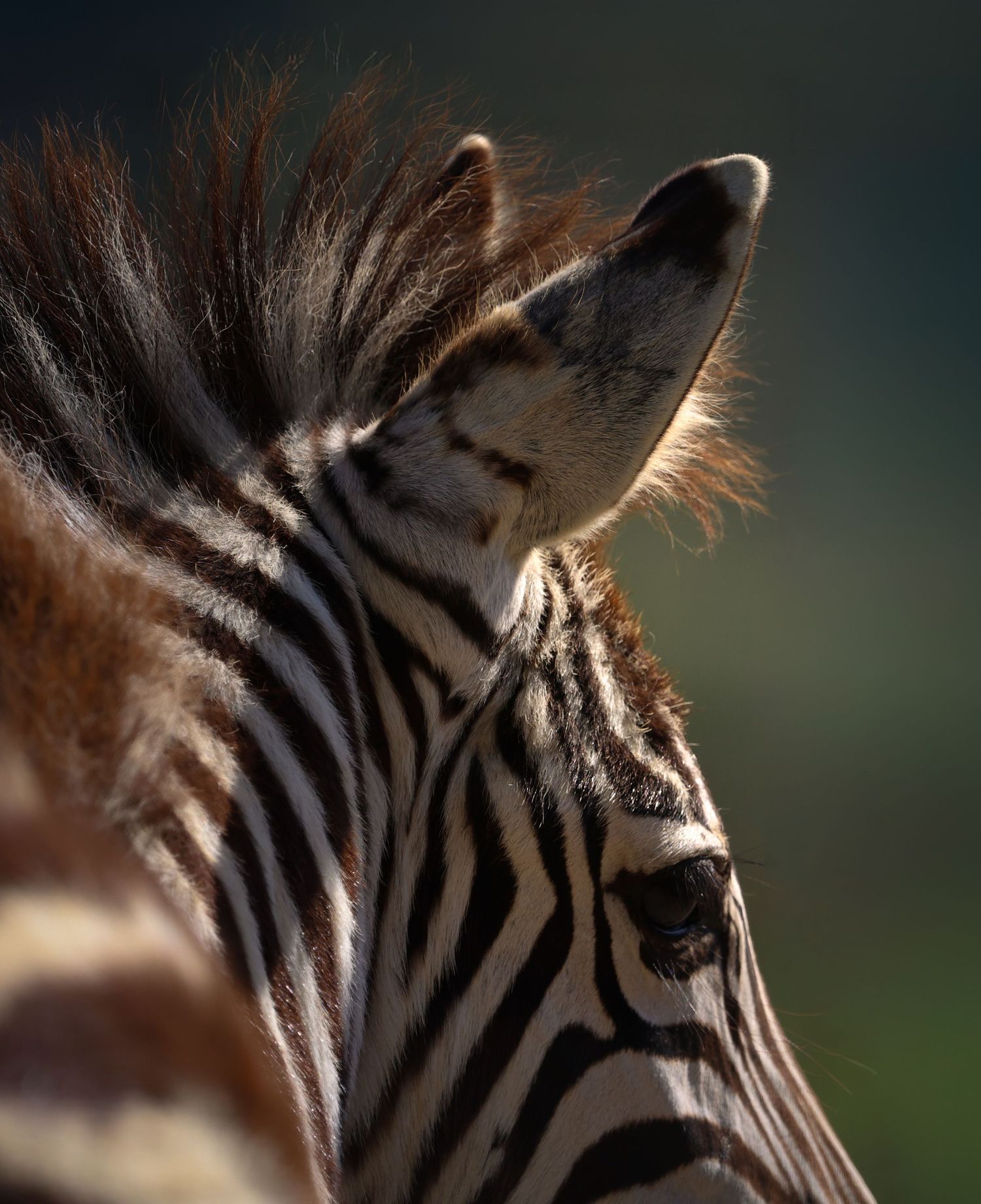 Zebra