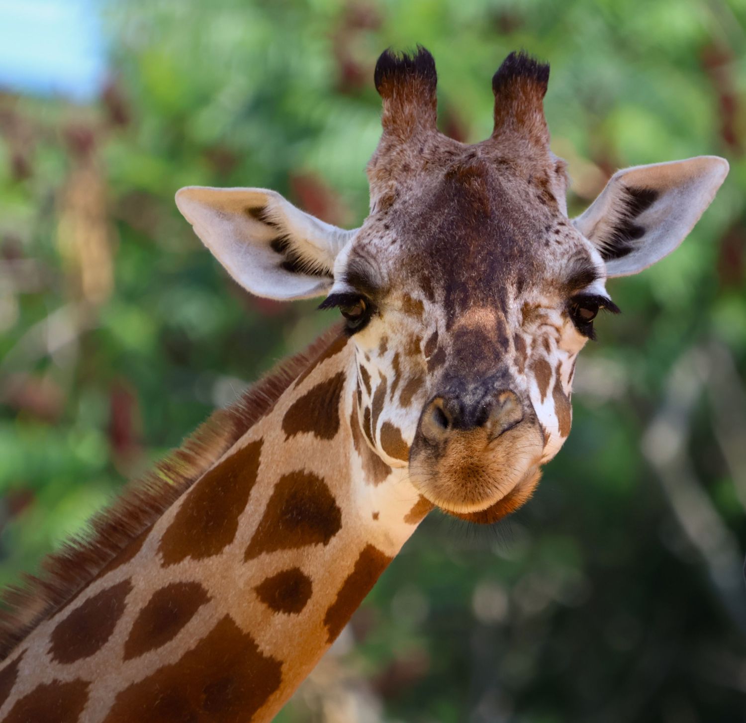 Giraffe