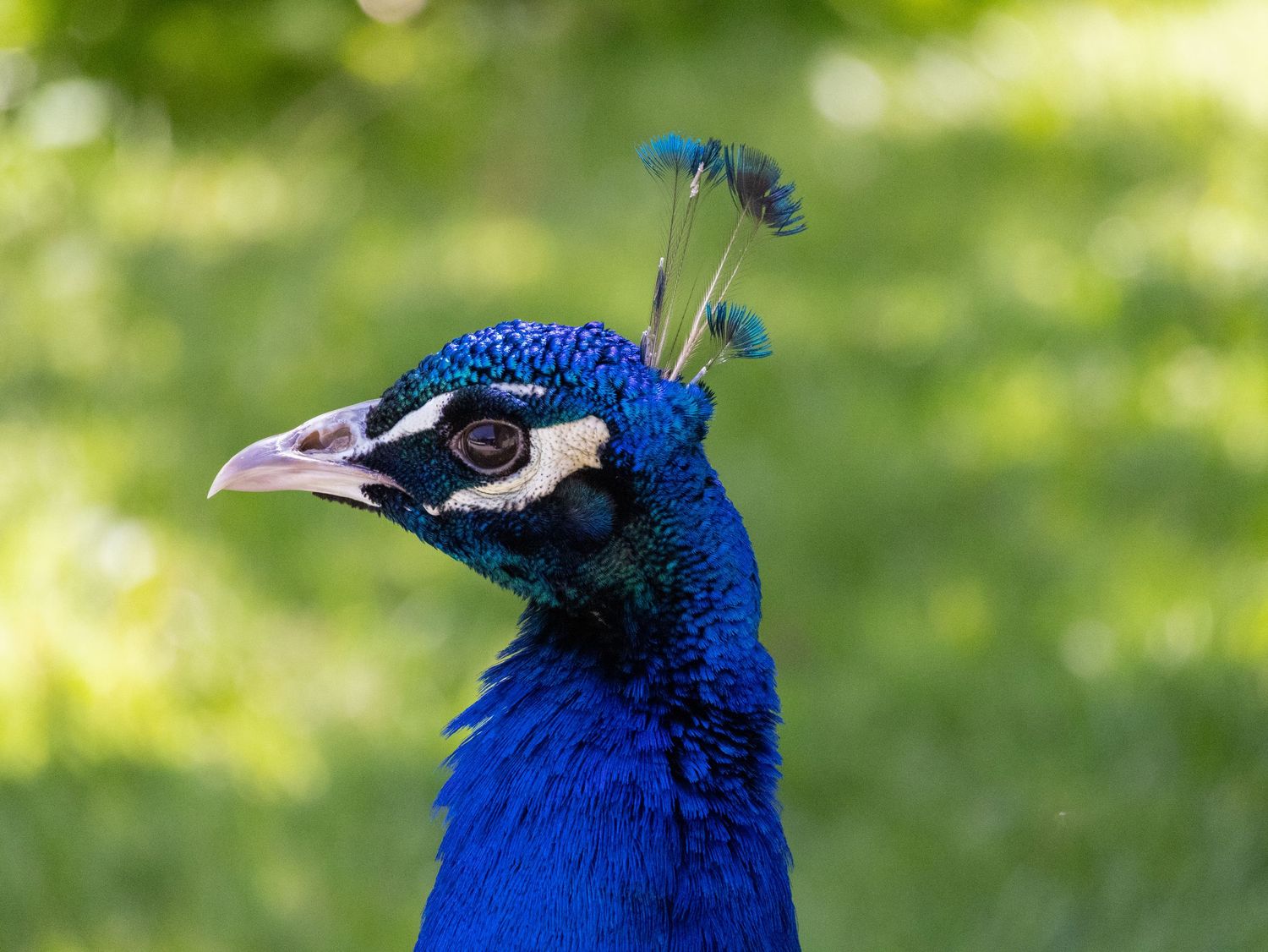 Peacock