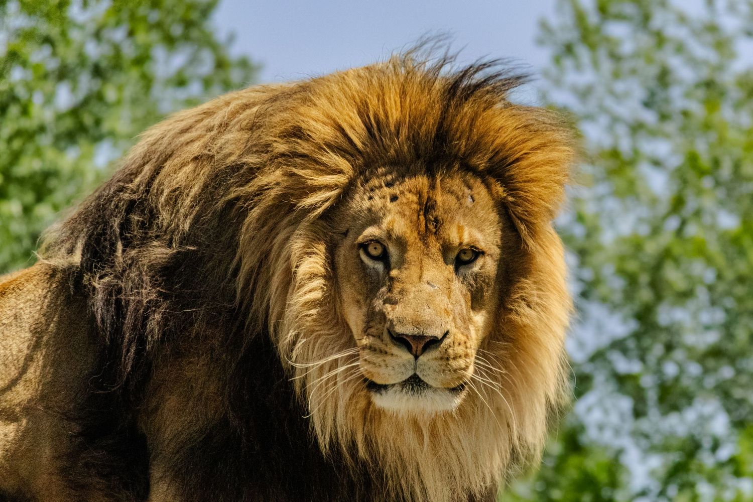Lion
