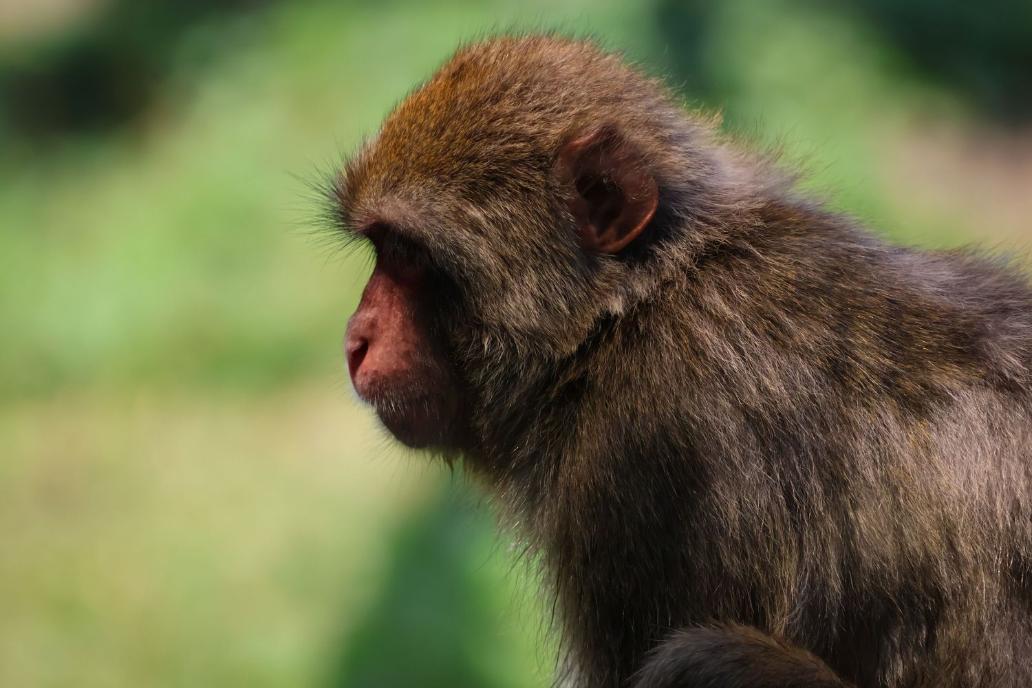 Monkey