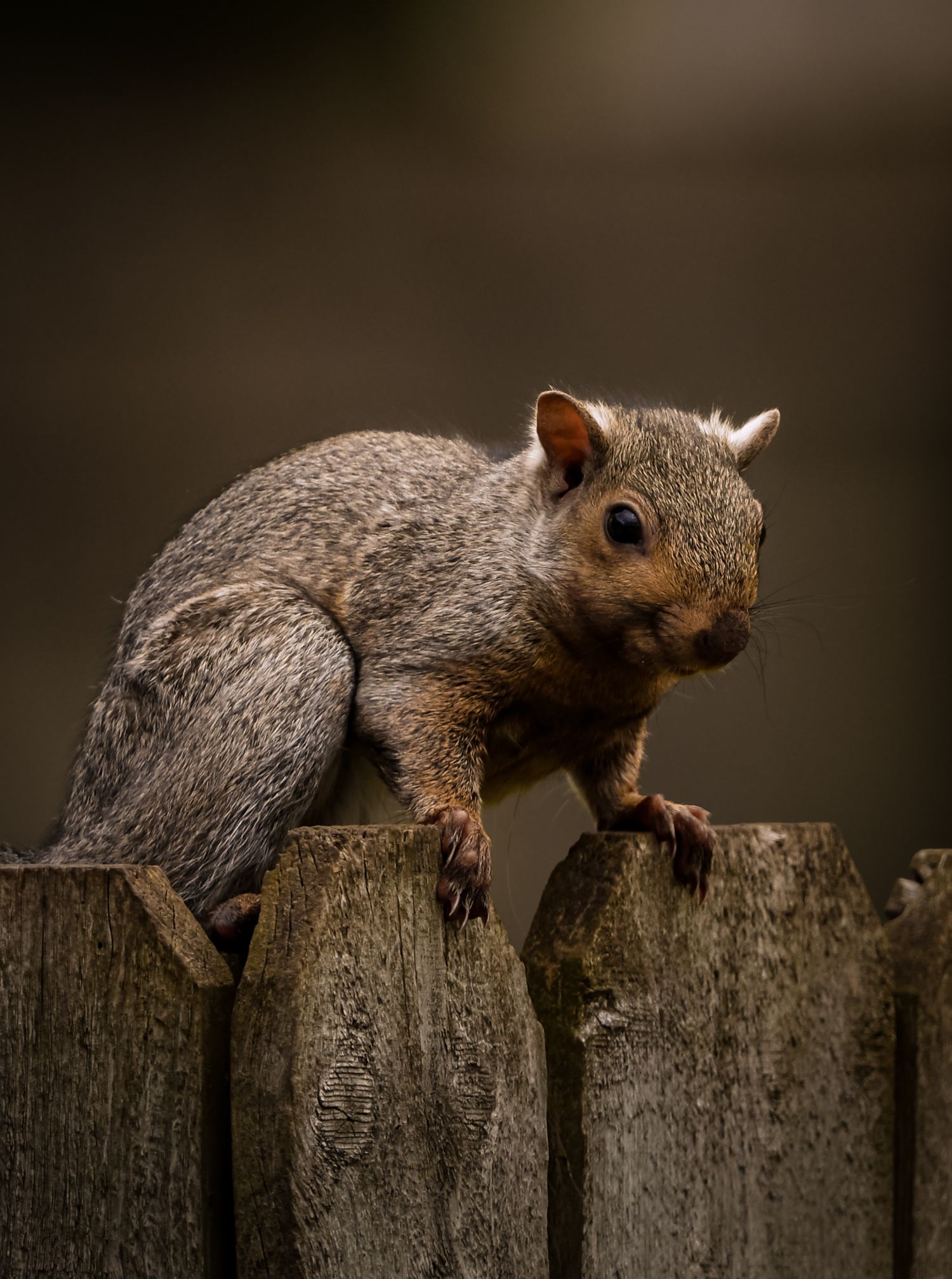 Squirrel