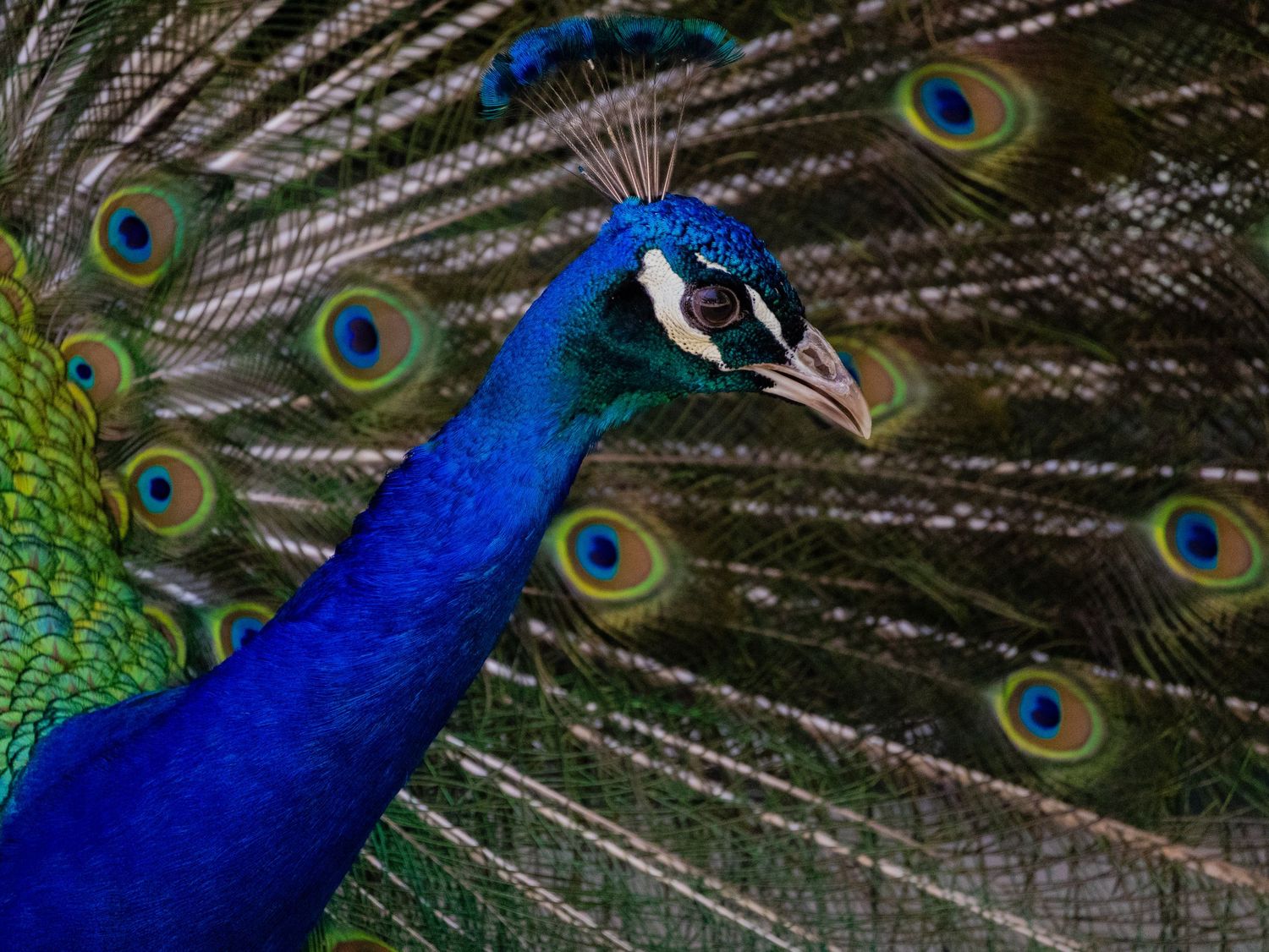 Peacock