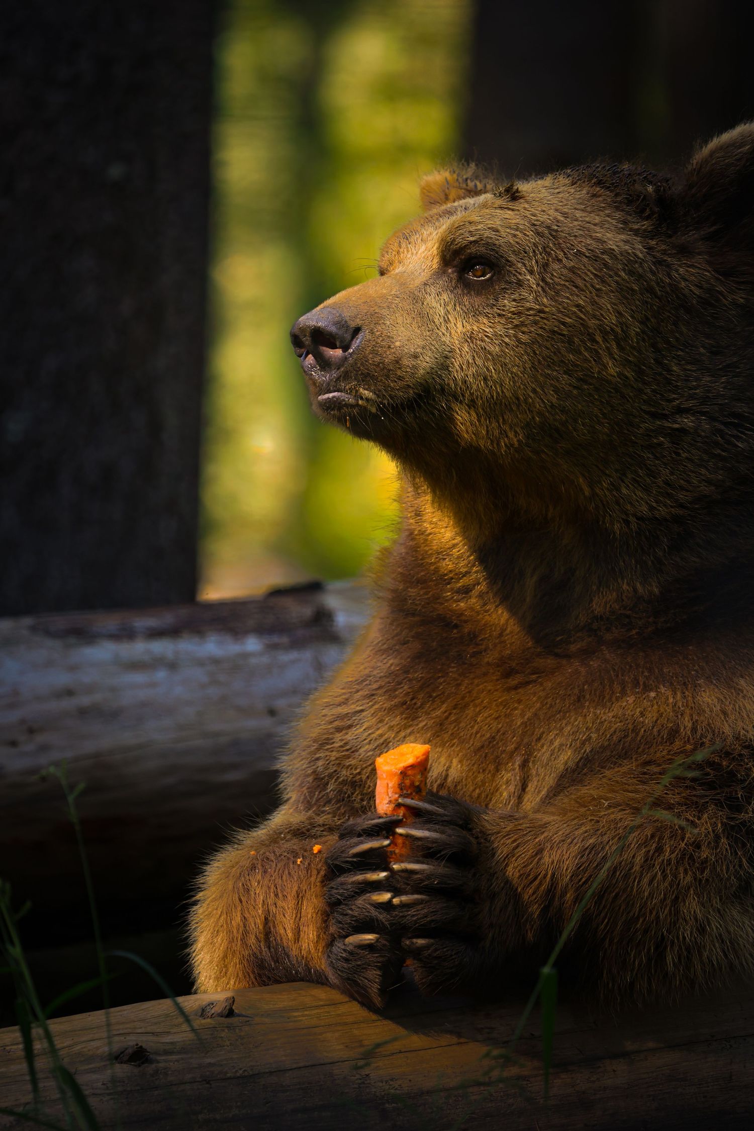 Bear