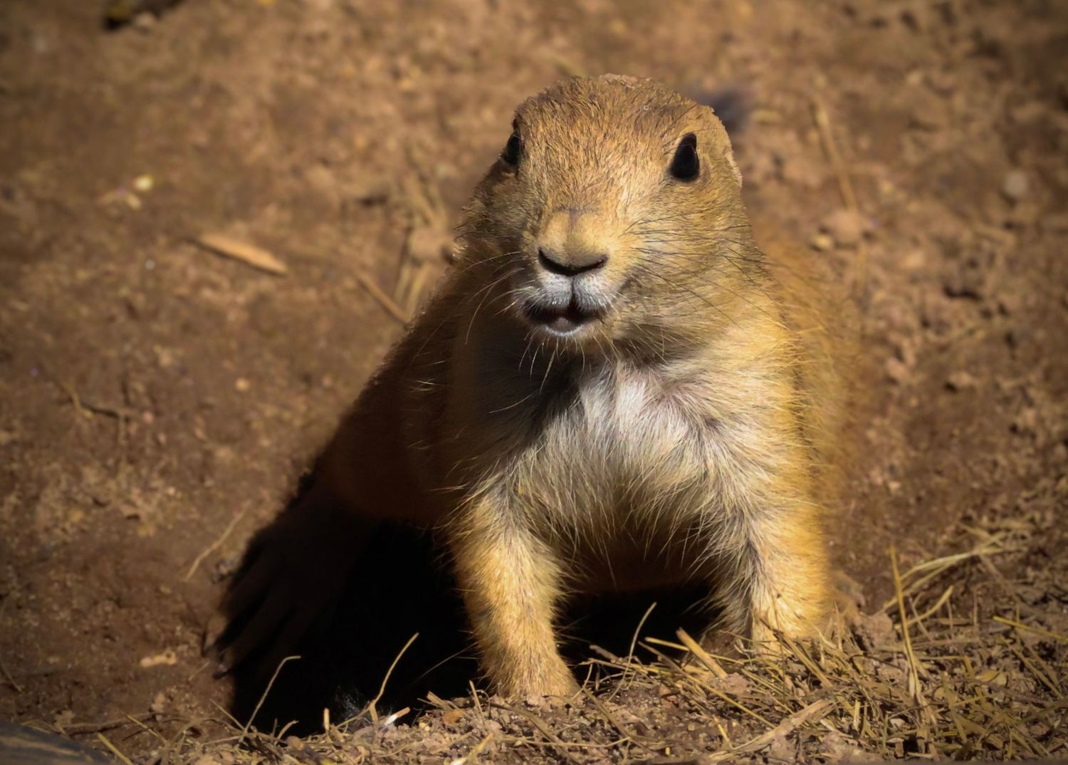 Prairie Dog