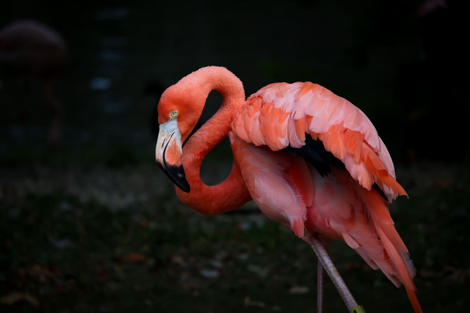 Vibrant flamingo print