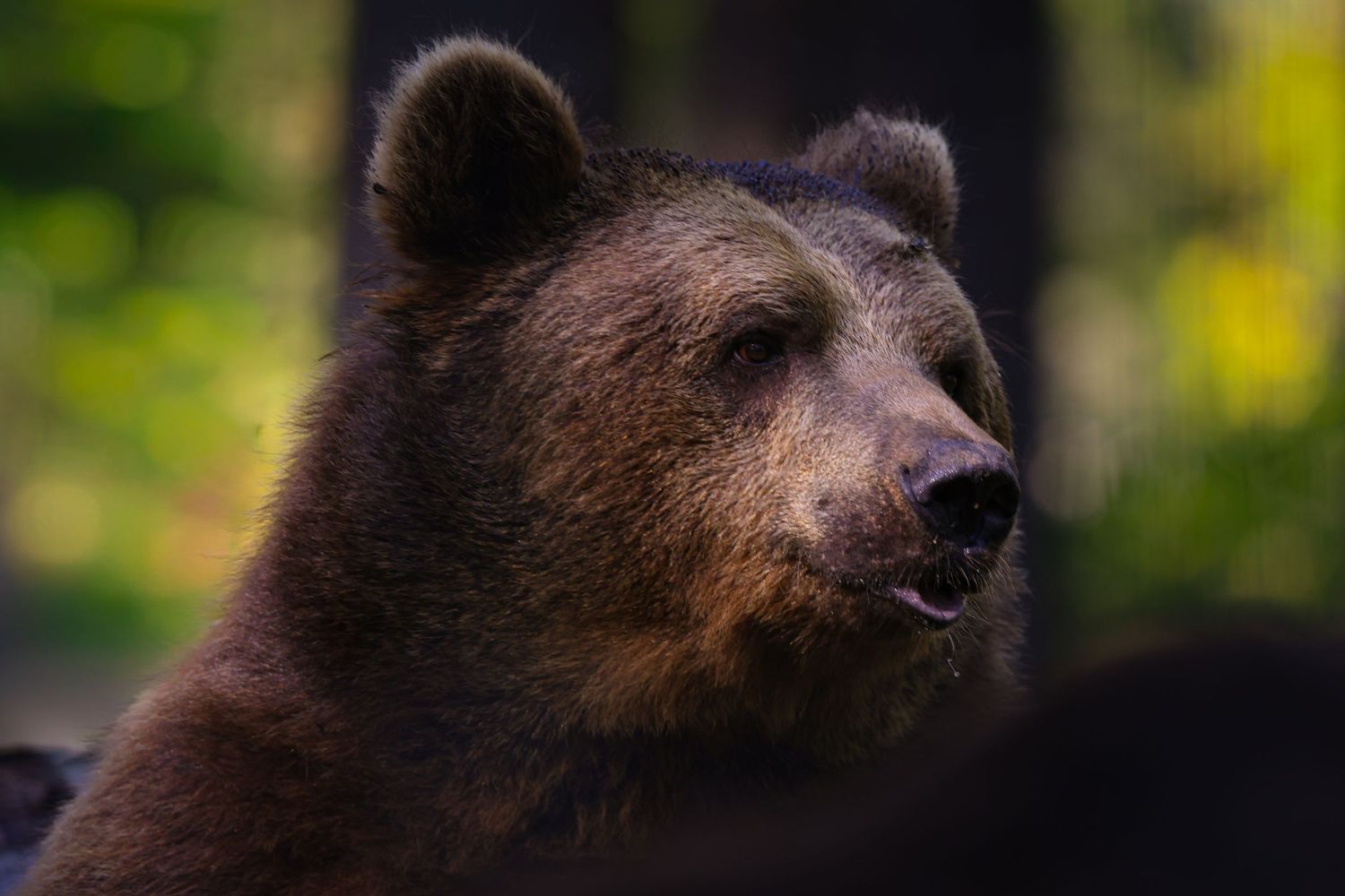 Bear