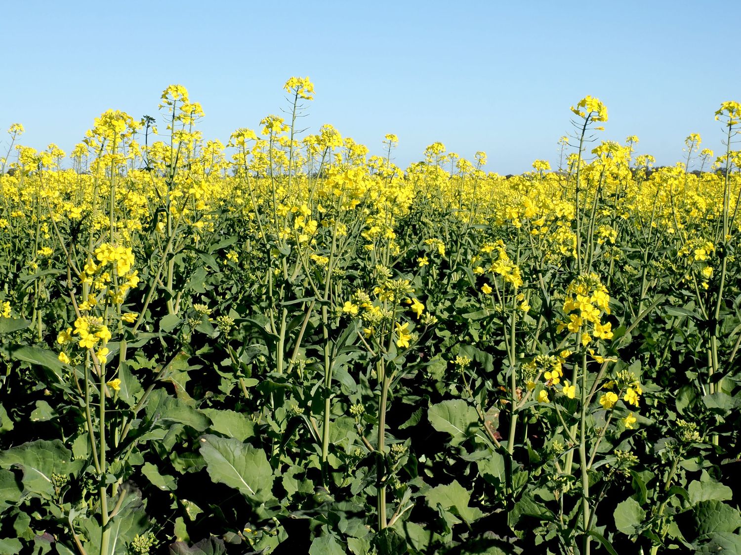 Vibrant yellow canola flowers blooming in a vast field under a clear blue sky on a sunny day.
