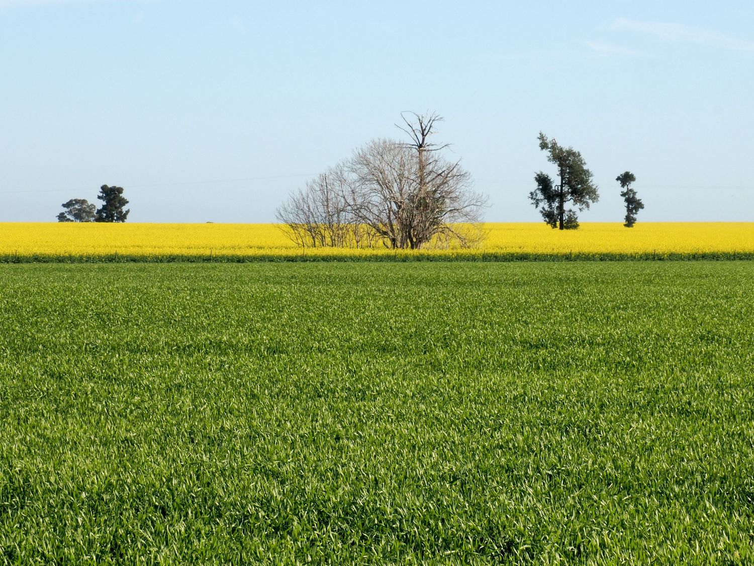 Vibrant green crop field with yellow canola flowers and bare trees under a clear blue sky in rural Australia.