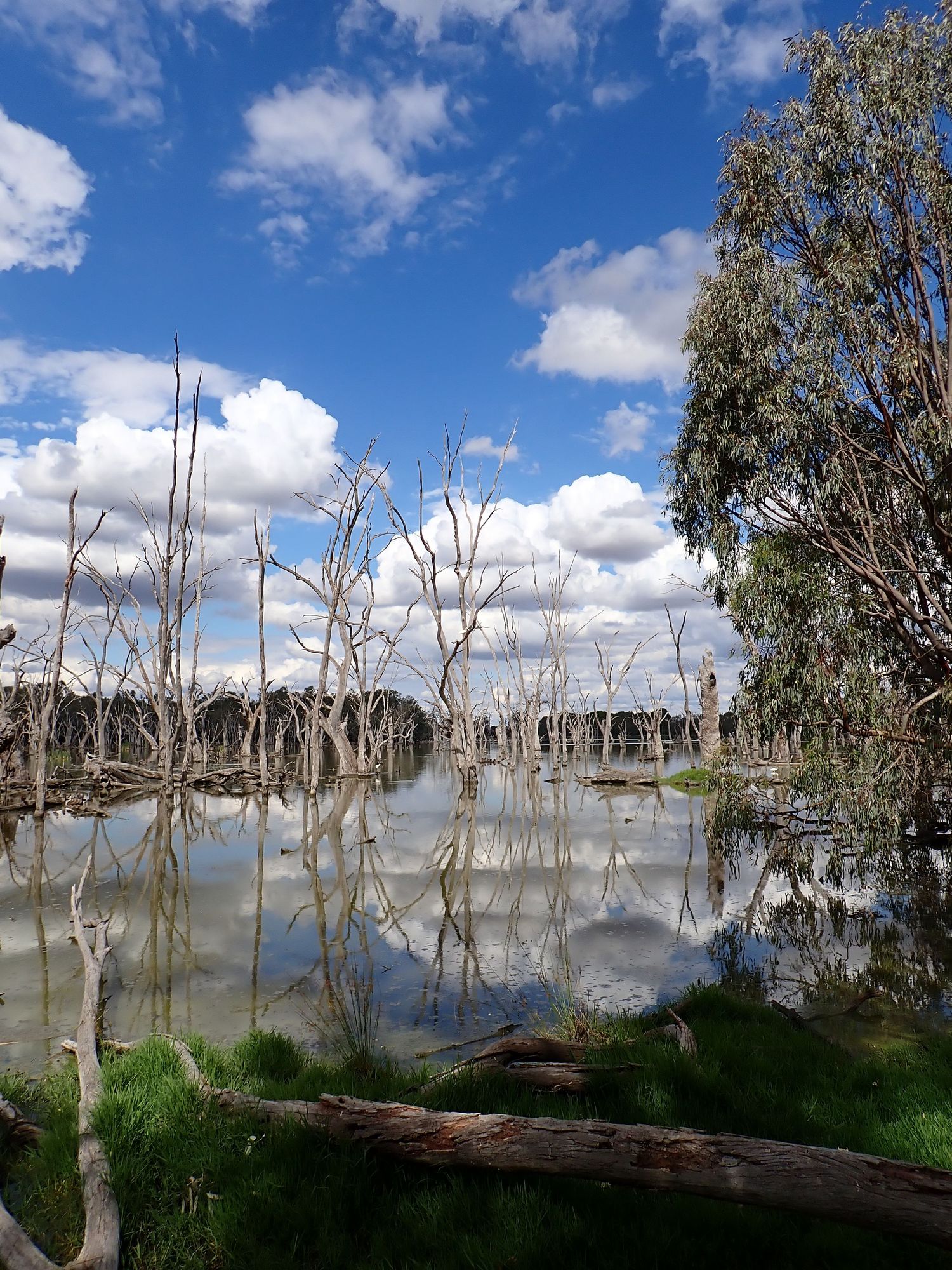 Panoramic view of dead trees in a flooded landscape under blue skies with white clouds. Forbes Bird Hide.