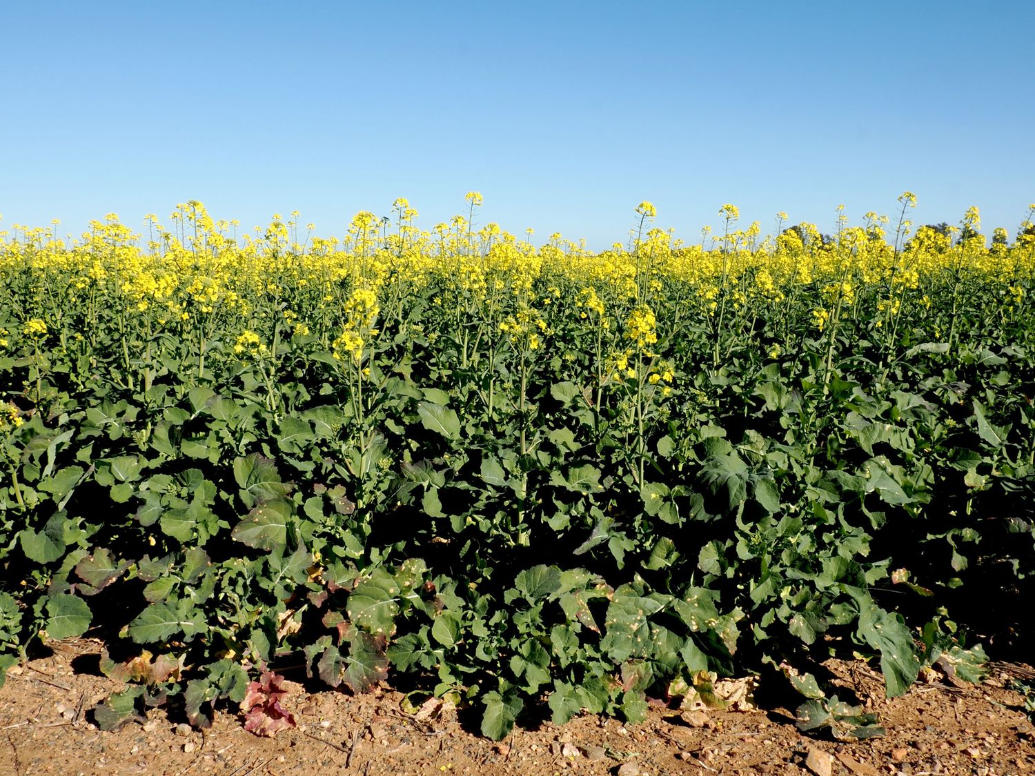 Vibrant yellow canola flowers blooming in a lush green field under a clear blue sky.