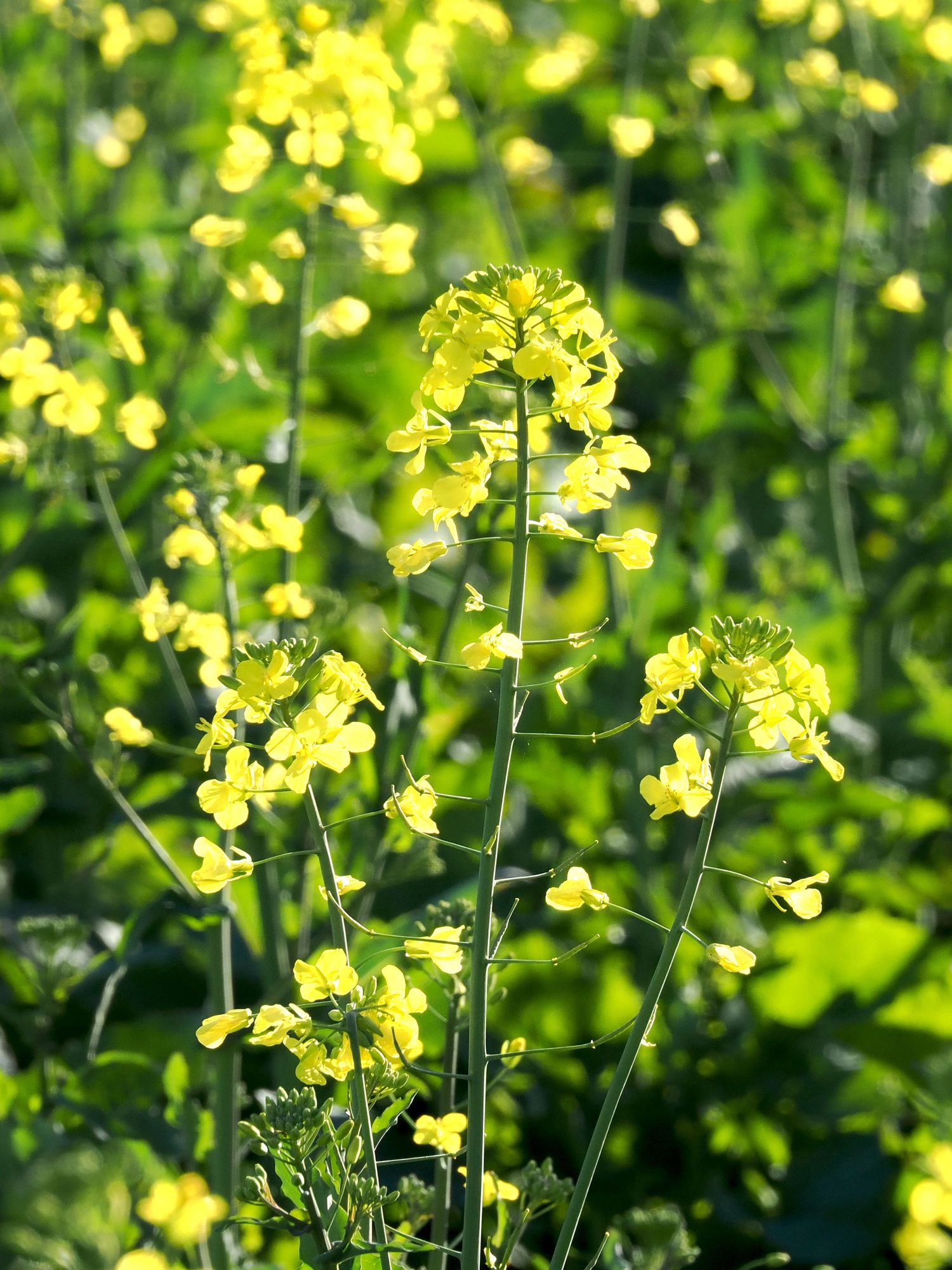 Bright yellow rapeseed flowers blooming on tall green stems in a lush canola field on a sunny day.