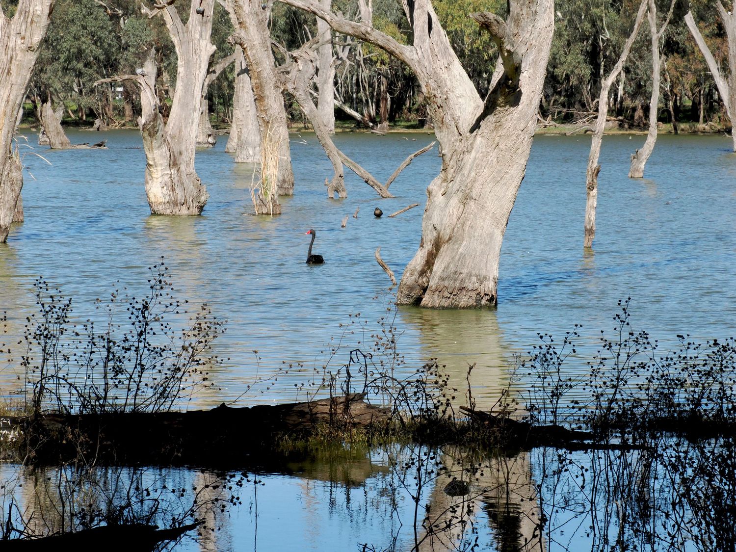 Black swan swimming among flooded ghost gum trees reflected in calm blue water of an Australian inland lake.