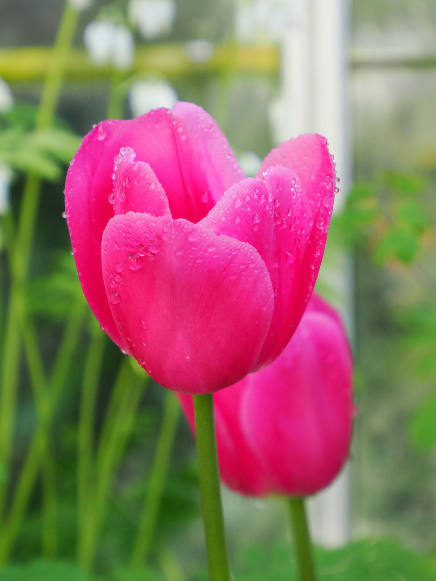 Vibrant pink tulips with water droplets in a garden setting. Mount Macaden Gardens.