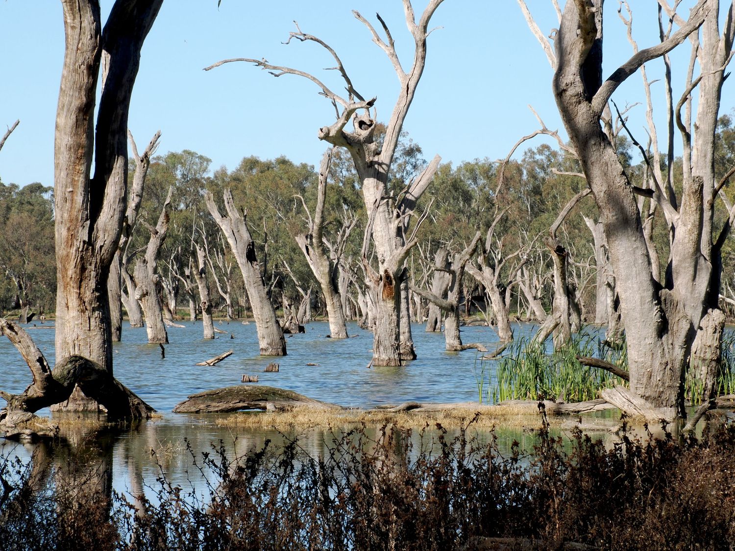 Submerged dead trees standing in shallow floodwaters of an Australian wetland on a sunny day.