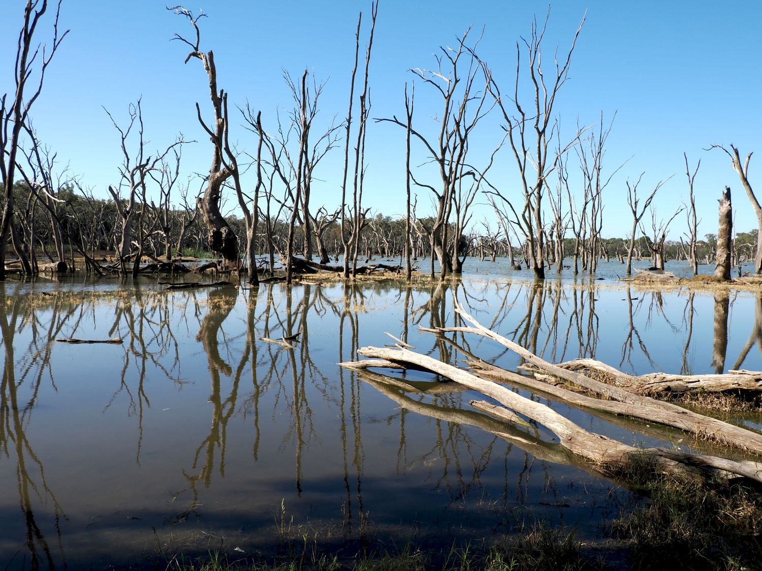Dead trees reflected in a still outback lake under clear blue skies in rural Australia.